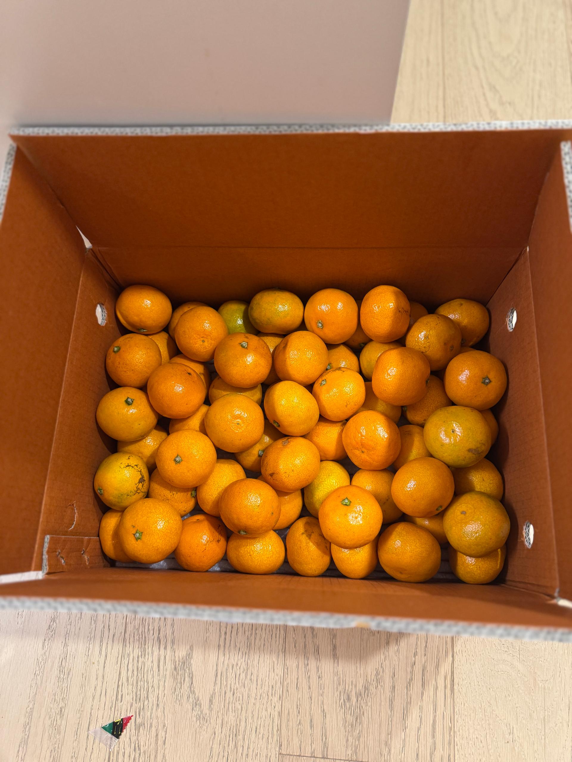 [연말한정! 감귤/흑돼지 ★분리발송★] 제주감귤 4kg (1박스)+흑돼지세트