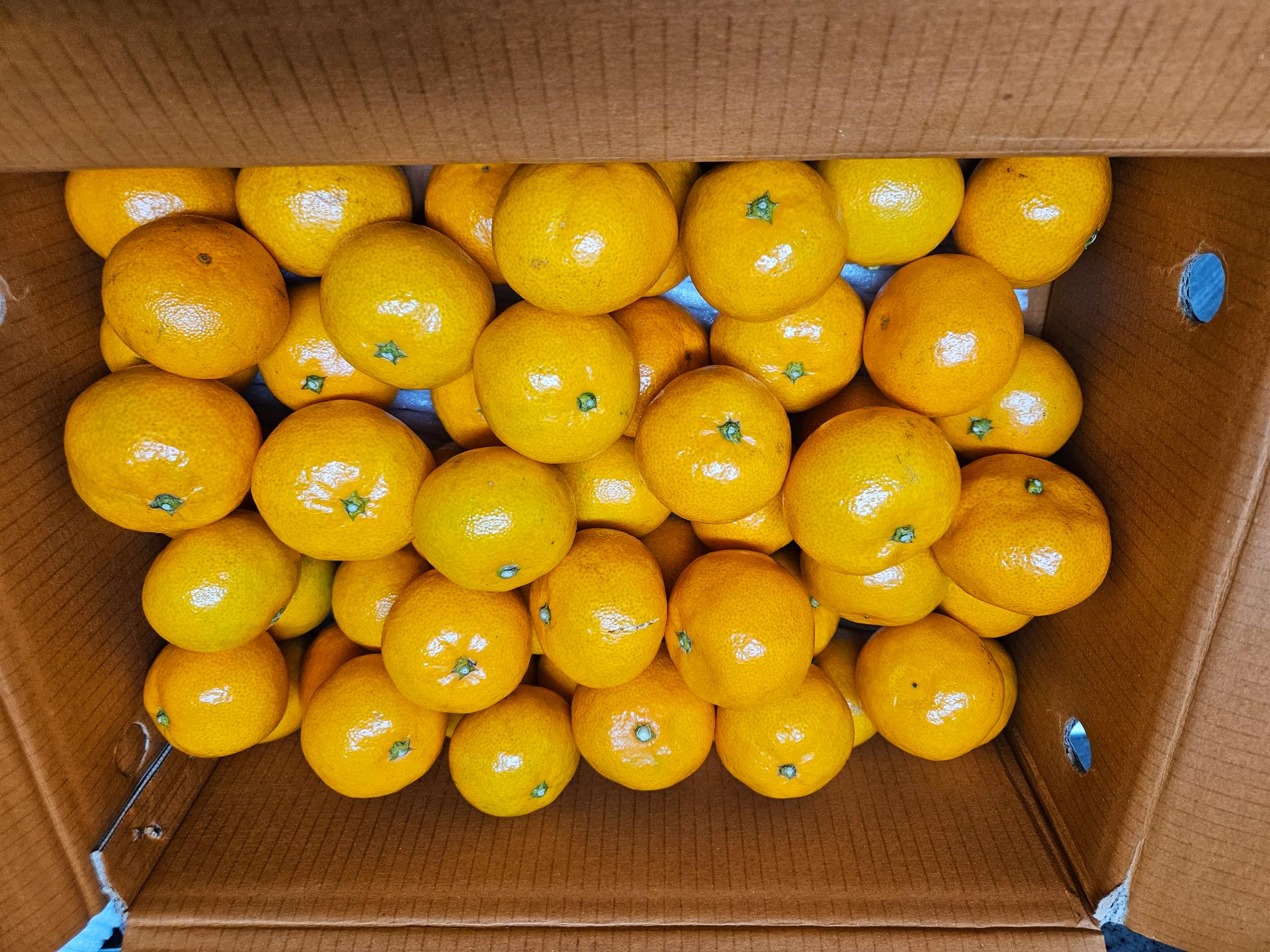 [연말한정! 감귤/흑돼지 ★분리발송★] 제주감귤 4kg (1박스)+흑돼지세트