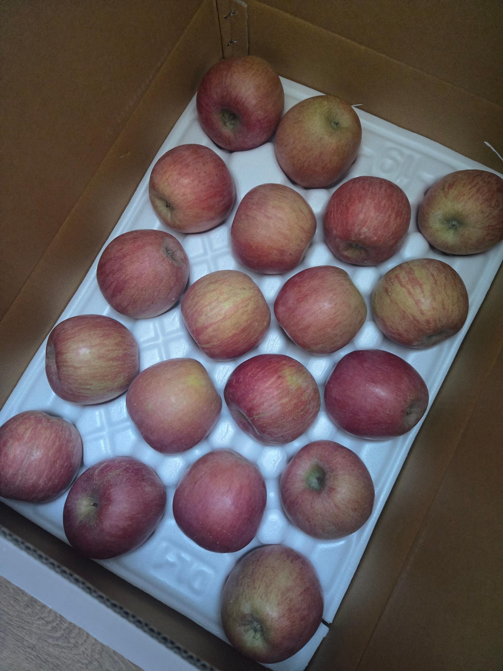 풍기농협 영주사과 3.5kg + 1kg 추가증정