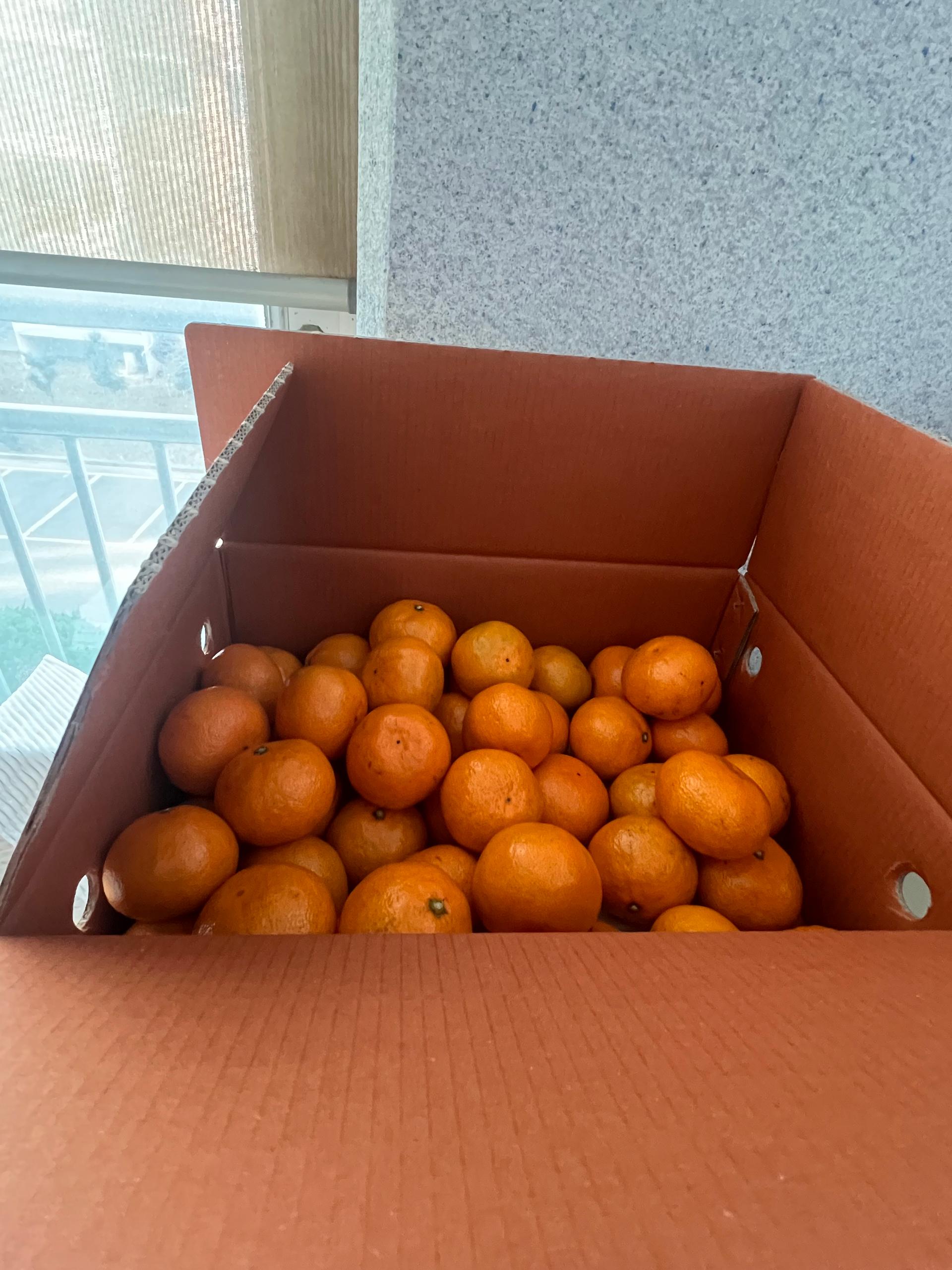 [연말한정! 감귤/흑돼지 ★분리발송★] 제주감귤 4kg (1박스)+흑돼지세트