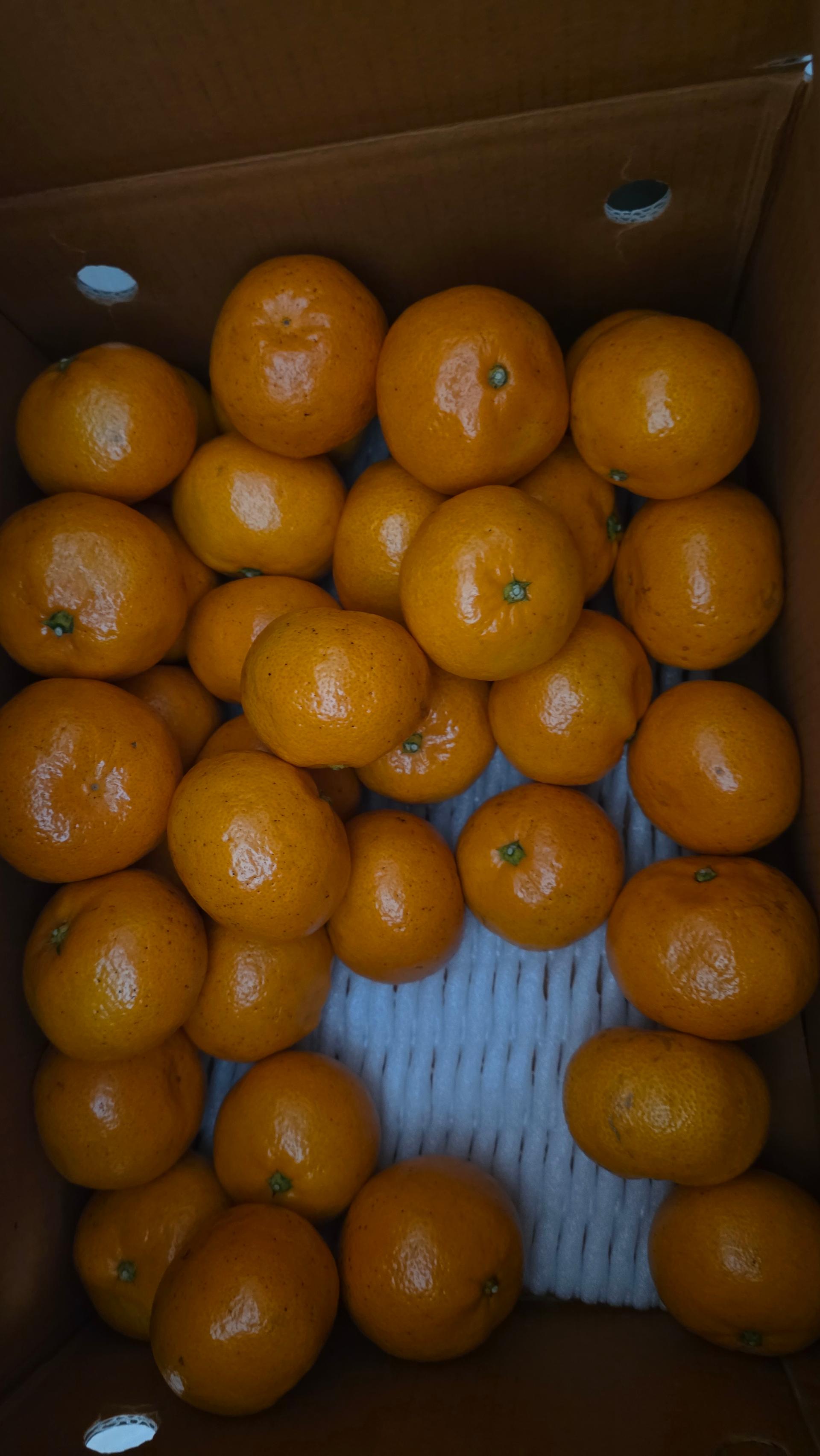 [연말한정! 감귤/흑돼지 ★분리발송★] 제주감귤 4kg (1박스)+흑돼지세트