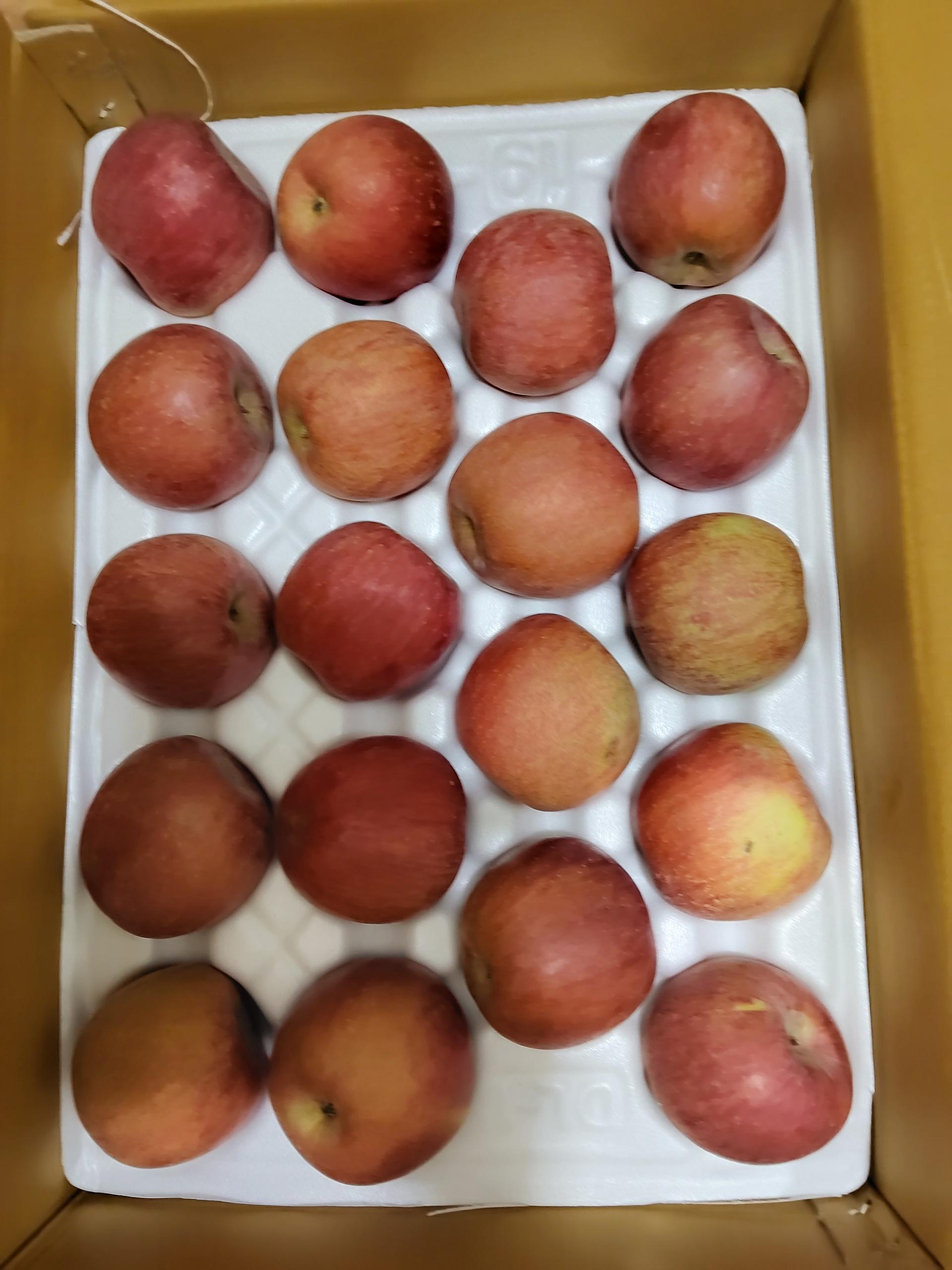 풍기농협 영주사과 3.5kg + 1kg 추가증정