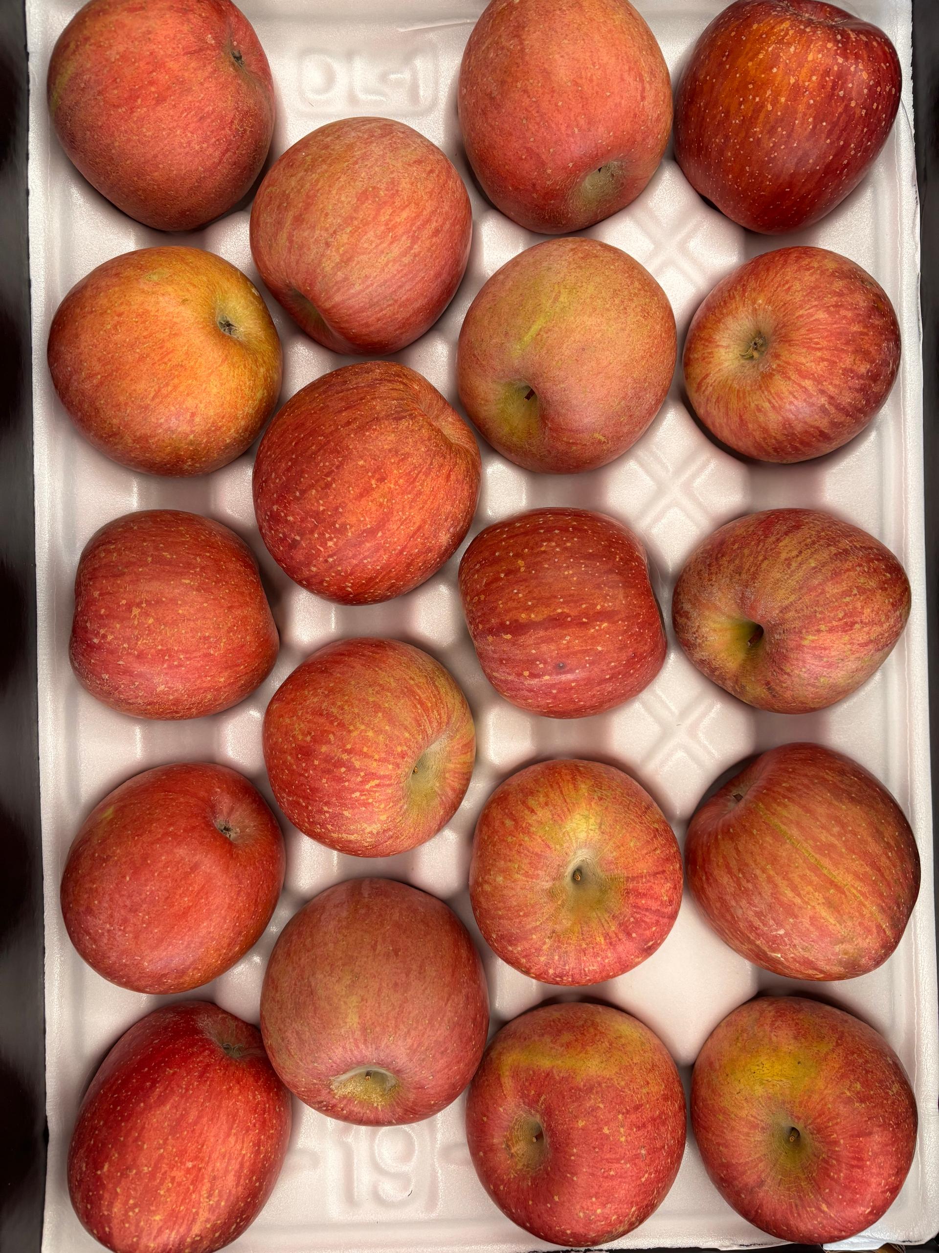 풍기농협 영주사과 3.5kg + 1kg 추가증정