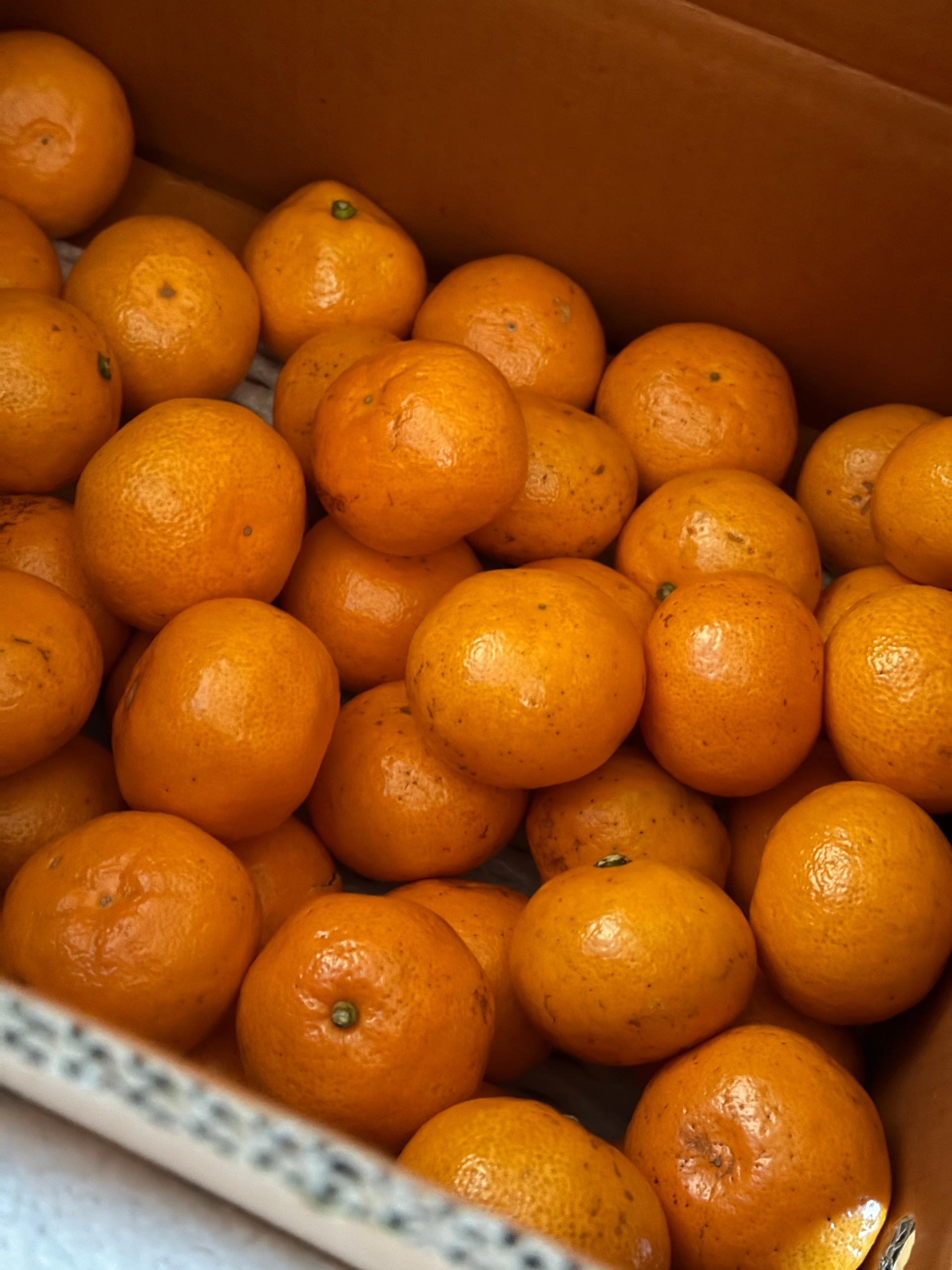 [연말한정! 감귤/흑돼지 ★분리발송★] 제주감귤 4kg (1박스)+흑돼지세트