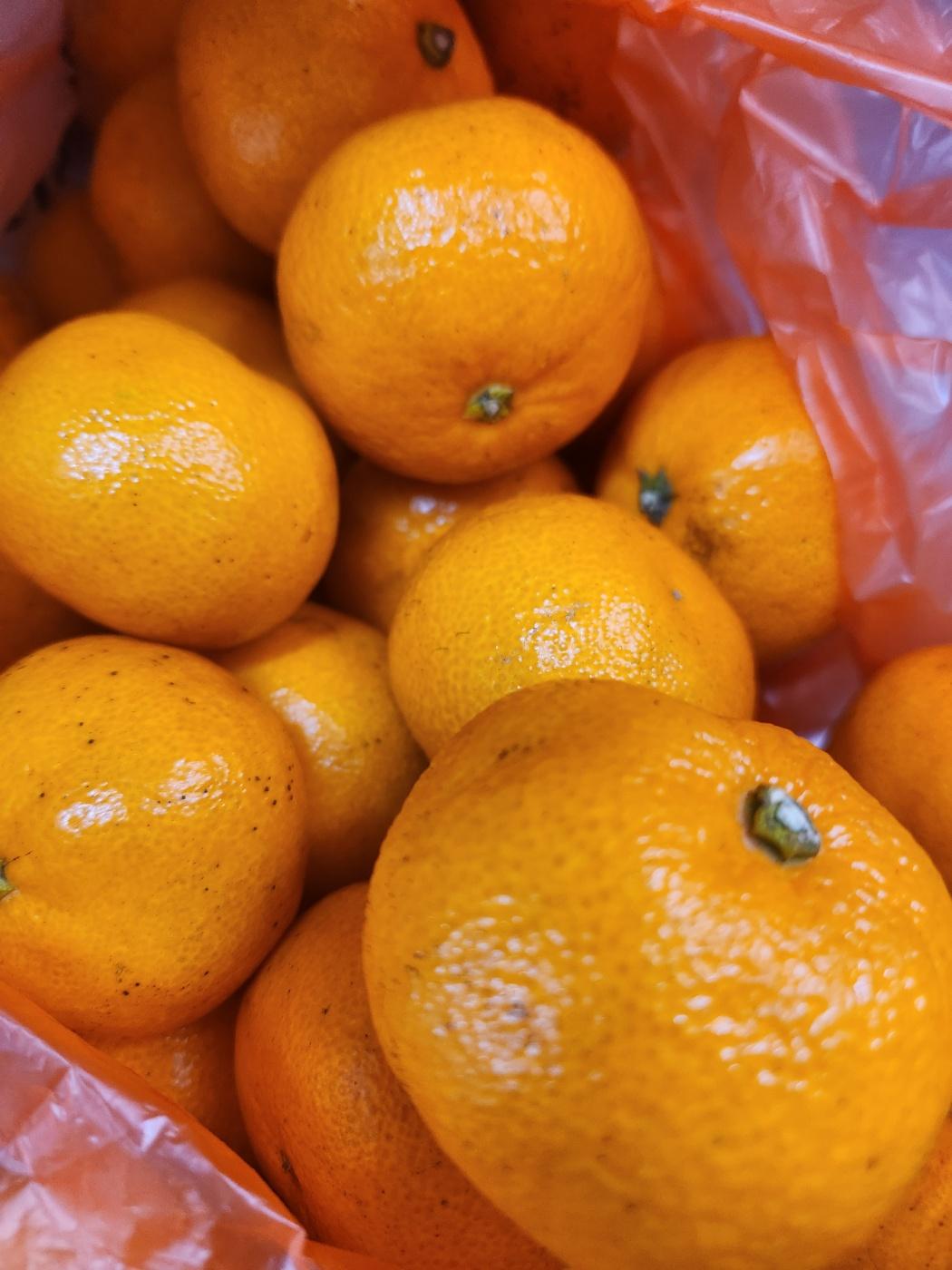 [연말한정! 감귤/흑돼지 ★분리발송★] 제주감귤 4kg (1박스)+흑돼지세트