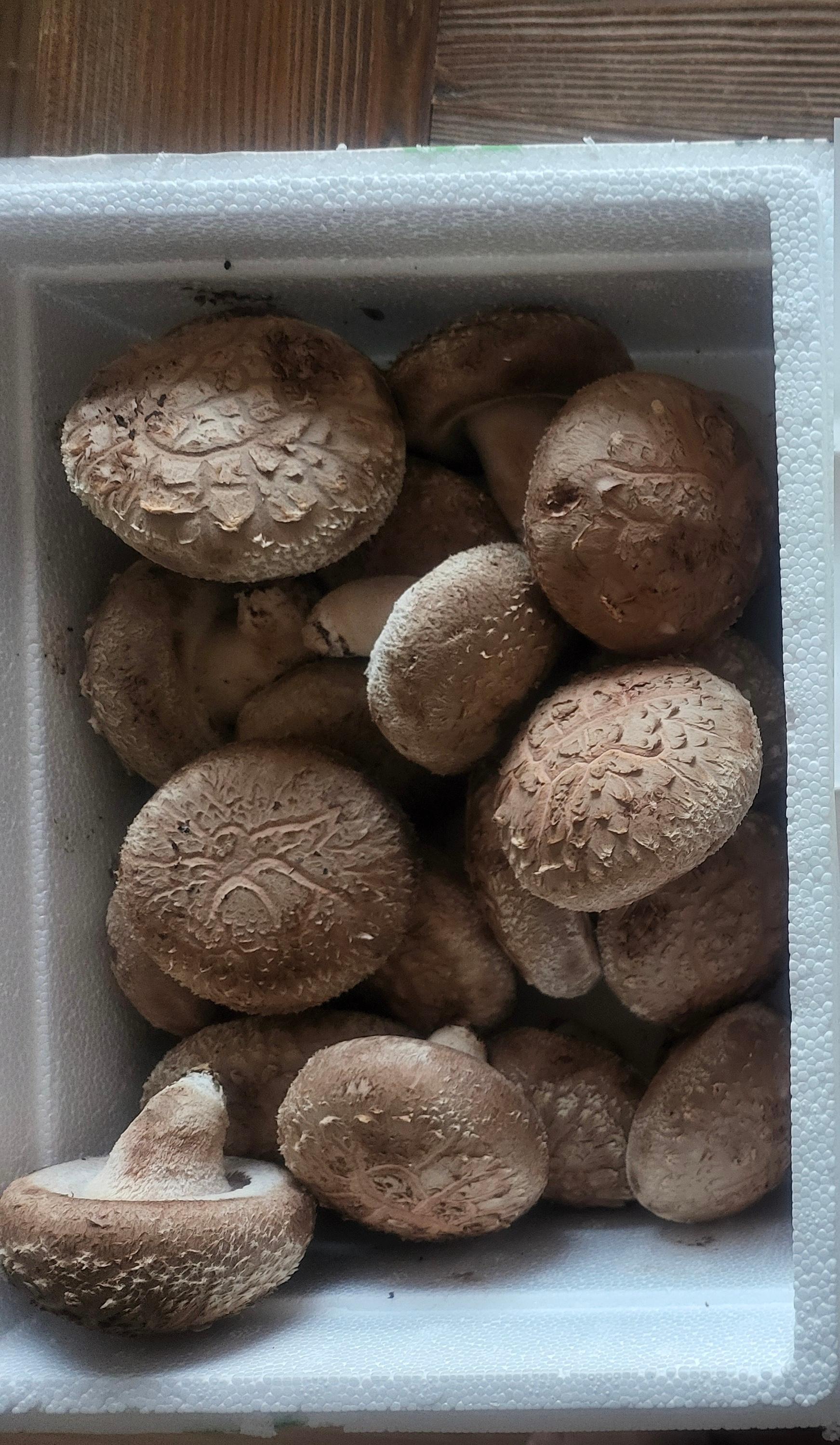 거송향생버섯 보자기포장 1kg