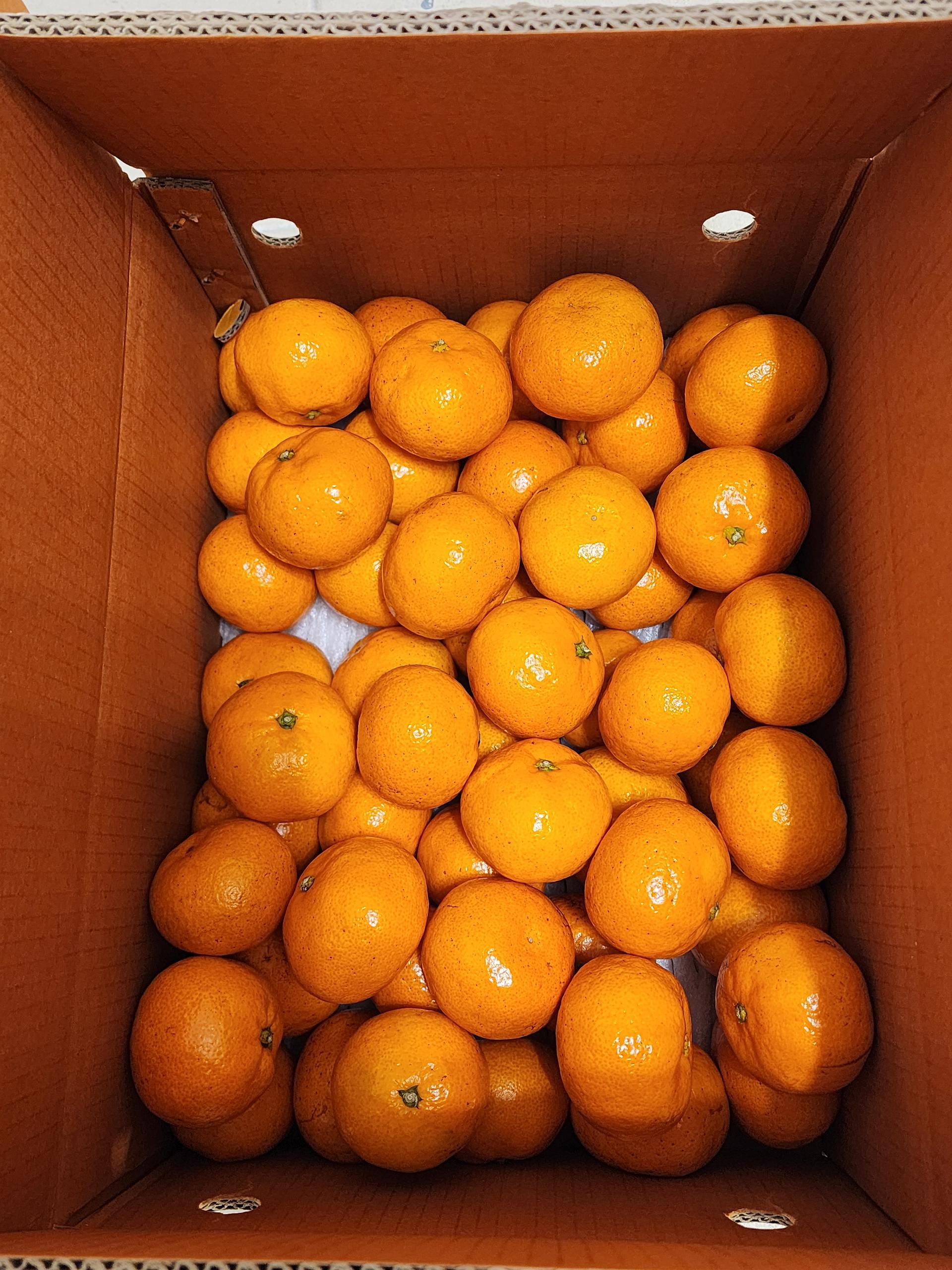 [연말한정! 감귤/흑돼지 ★분리발송★] 제주감귤 4kg (1박스)+흑돼지세트