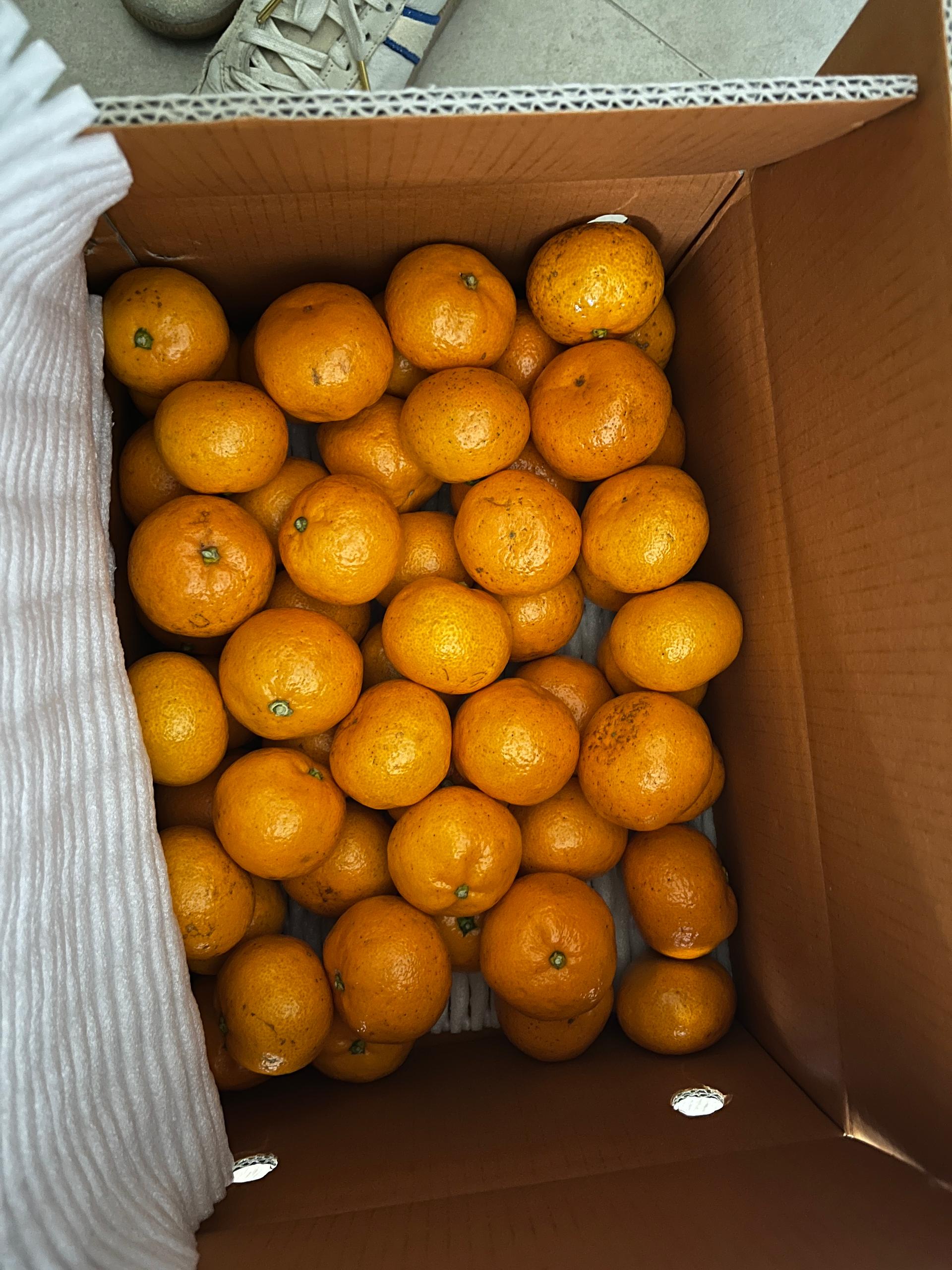 [연말한정! 감귤/흑돼지 ★분리발송★] 제주감귤 4kg (1박스)+흑돼지세트