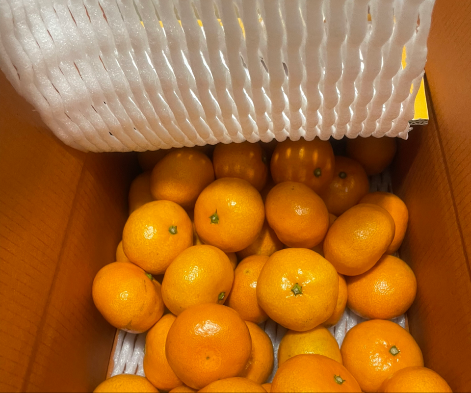 [연말한정! 감귤/흑돼지 ★분리발송★] 제주감귤 4kg (1박스)+흑돼지세트