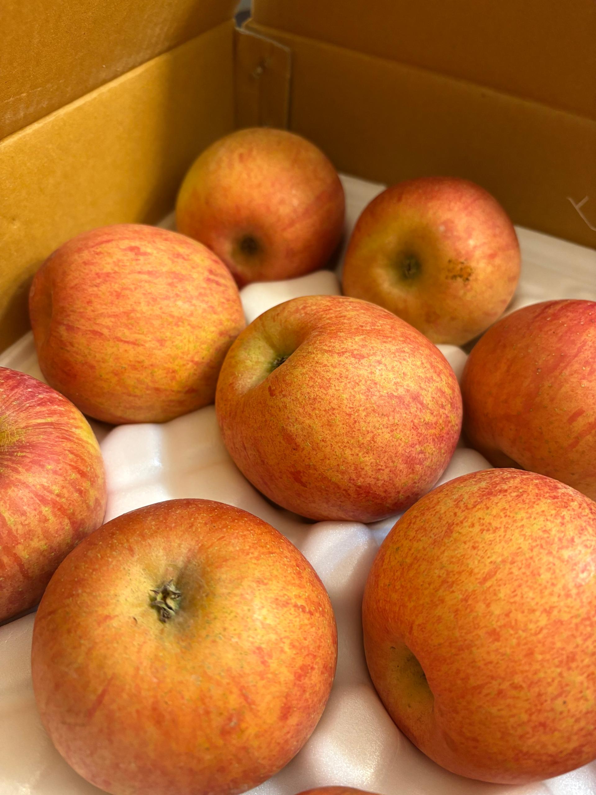 풍기농협 영주사과 3.5kg + 1kg 추가증정