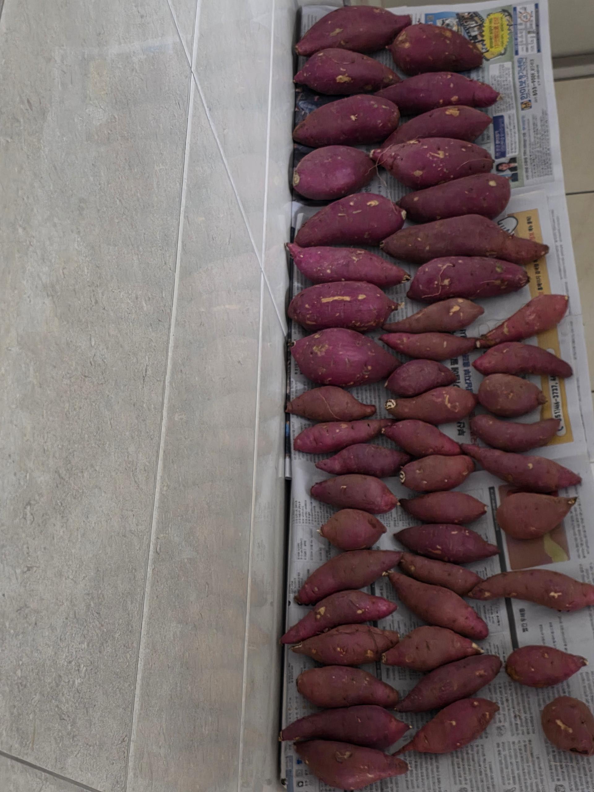 [EVENT] 무농약 김의준 꿀고구마 (대 3kg + 대/하 3kg) + 대 2kg 추가증정