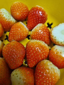 연곡 페이머스파머스 딸기 800g-2