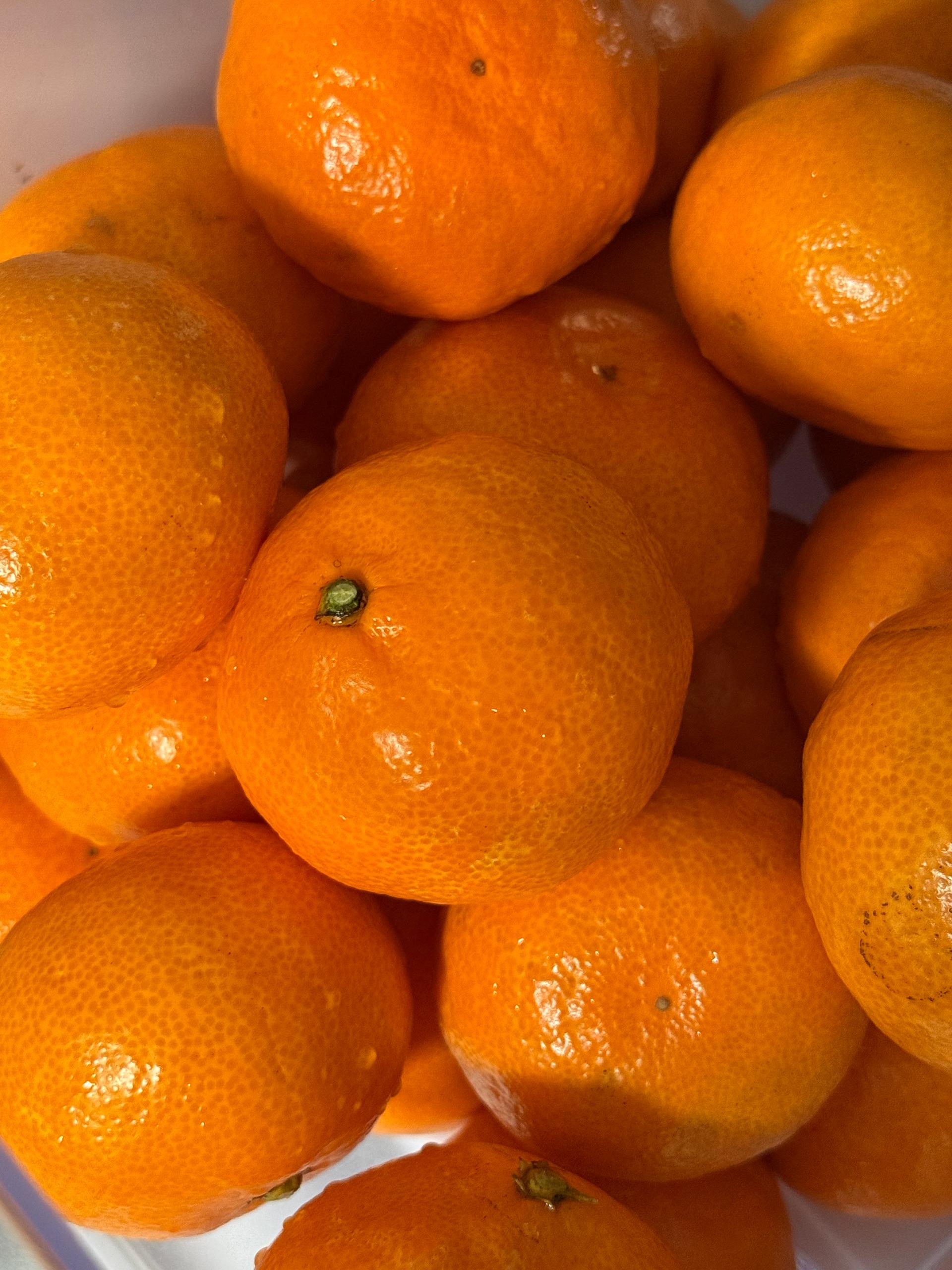 행복담원 타이벡귤 5kg (로얄과)