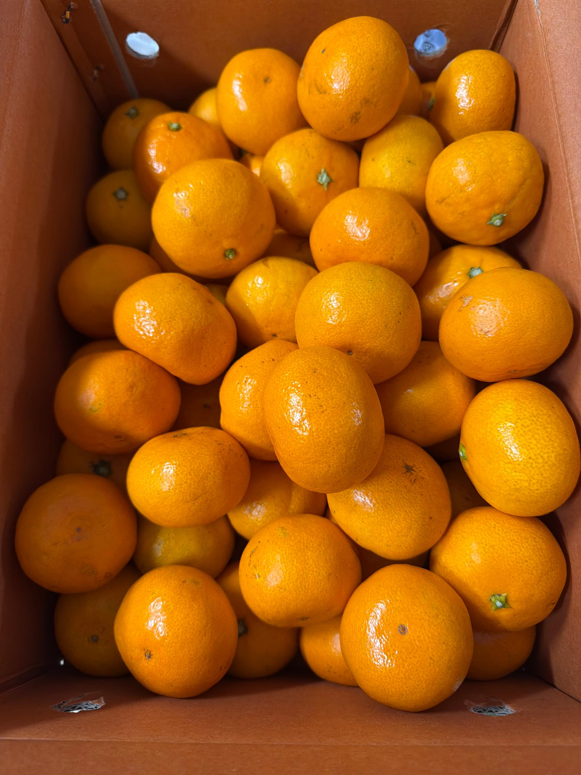 행복담원 타이벡귤 5kg (로얄과)