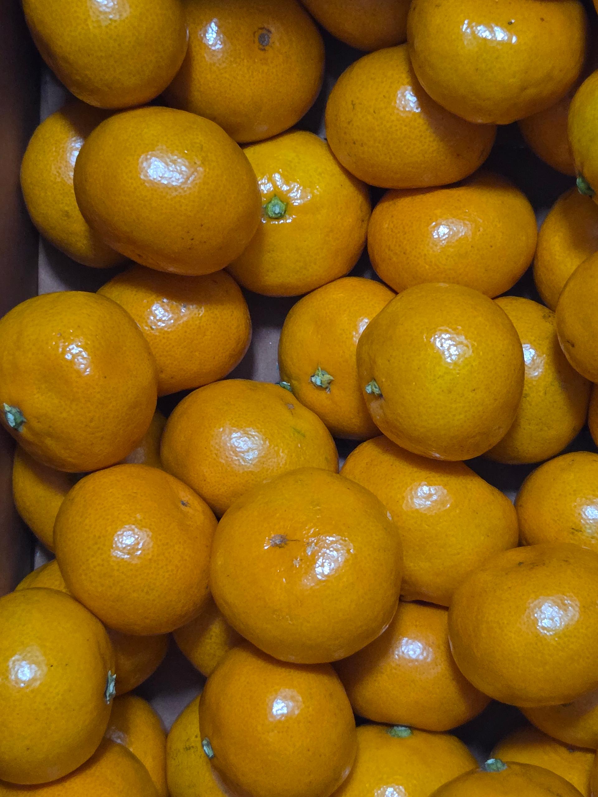 행복담원 타이벡귤 5kg (로얄과)