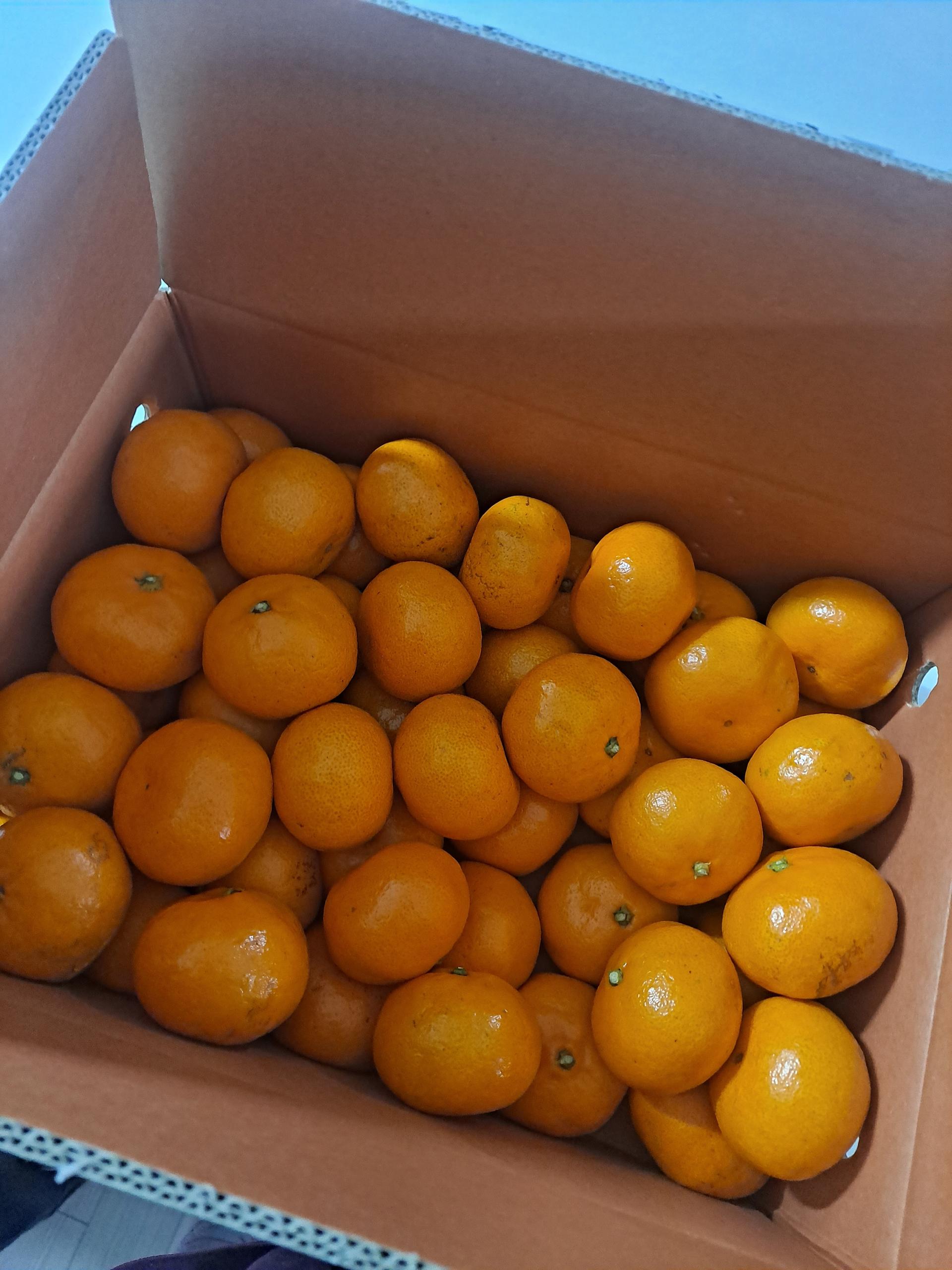 행복담원 타이벡귤 5kg (로얄과)