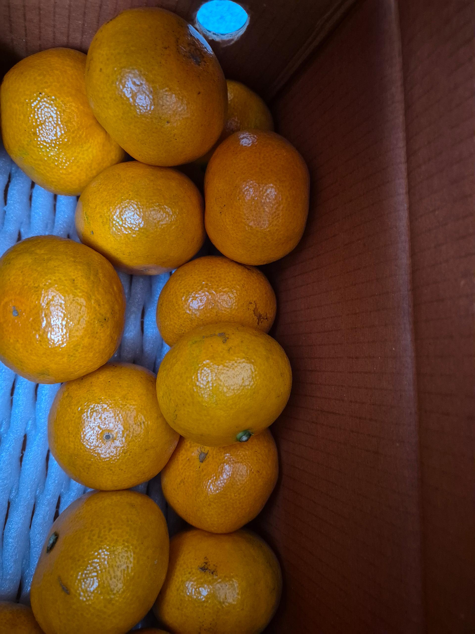 [연말한정! 감귤/과즐 ★분리발송★] 제주감귤 4kg (1박스)+감귤과즐 24봉 선물세트