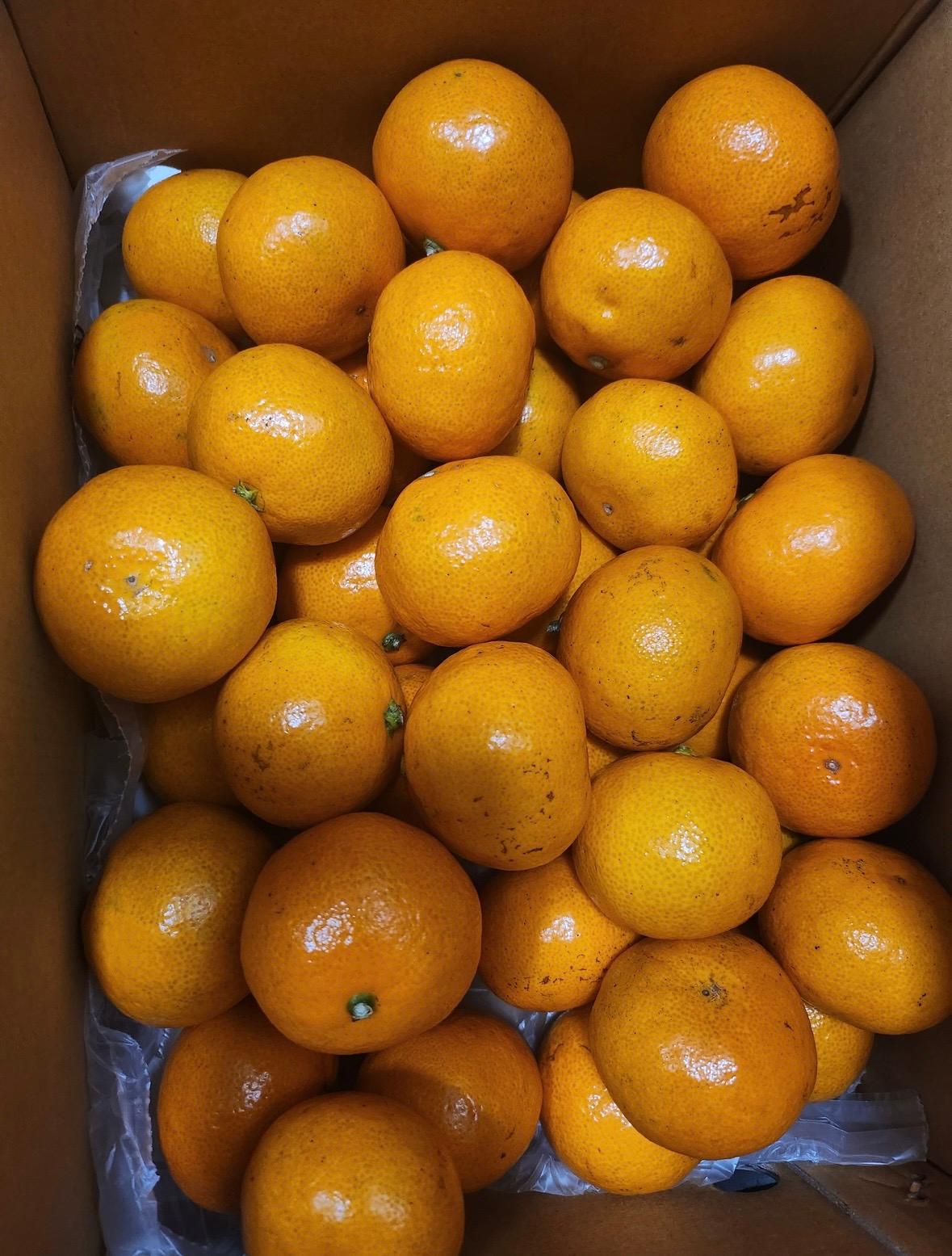 행복담원 타이벡귤 5kg (로얄과)