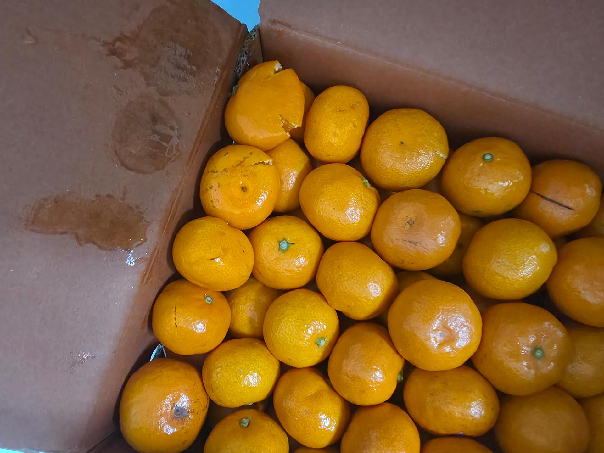 행복담원 타이벡귤 5kg (로얄과)