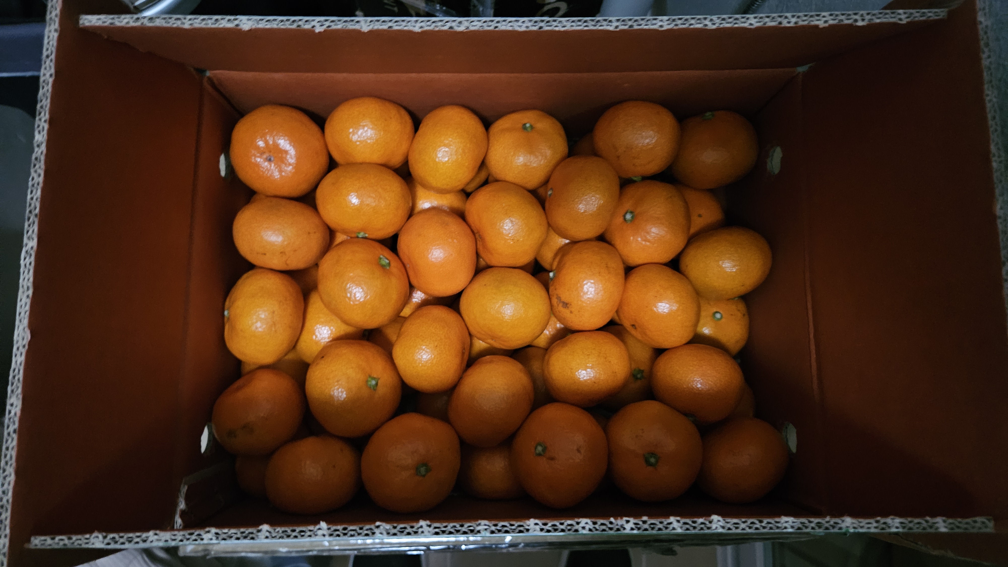 행복담원 타이벡귤 5kg (로얄과)