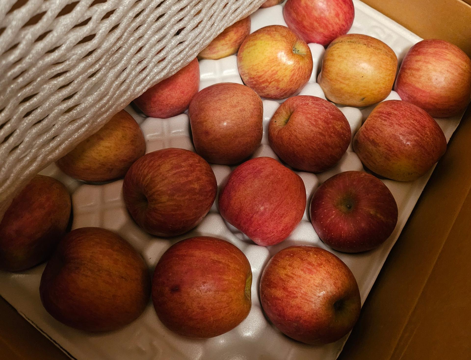 풍기농협 영주사과 3.5kg + 1kg 추가증정