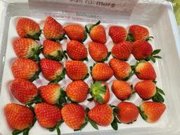연곡 페이머스파머스 딸기 800g-2