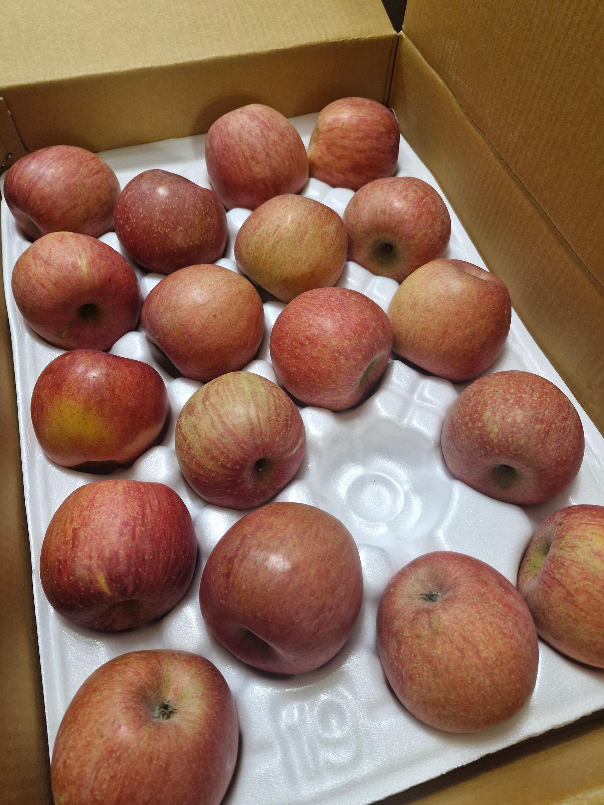 풍기농협 영주사과 3.5kg + 1kg 추가증정