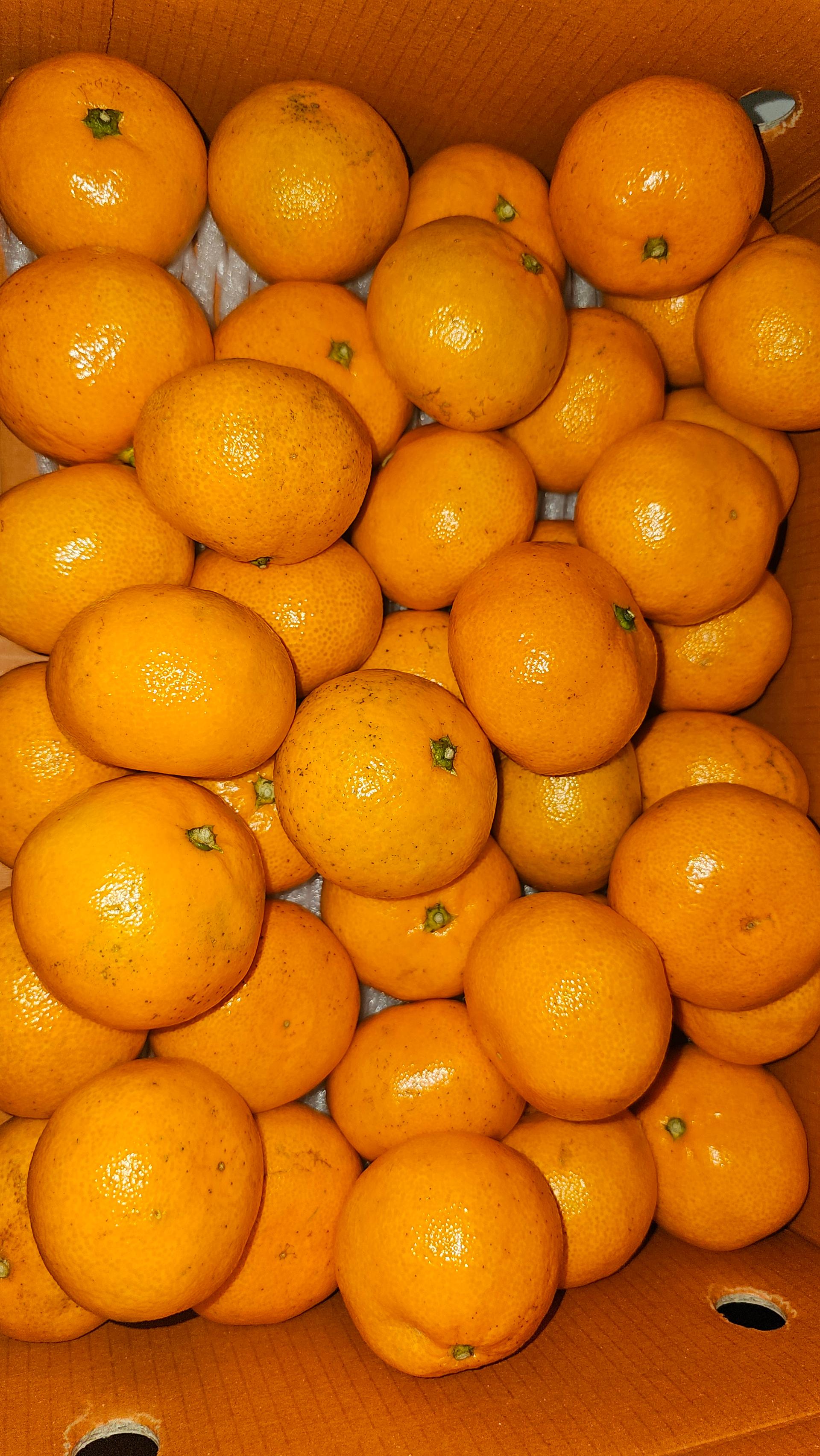 [연말한정! 감귤/과즐 ★분리발송★] 제주감귤 4kg (1박스)+감귤과즐 24봉 선물세트