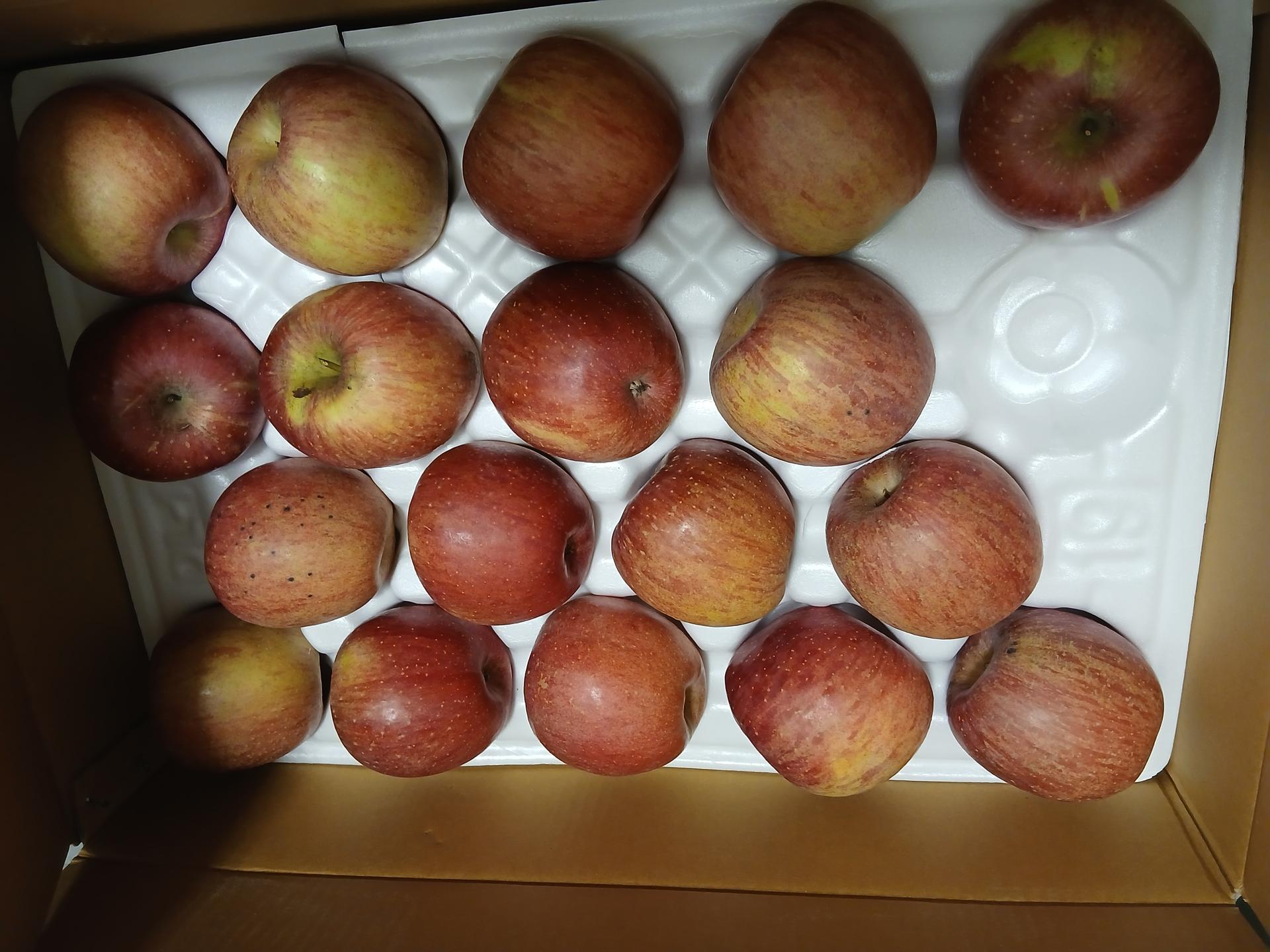 풍기농협 영주사과 3.5kg + 1kg 추가증정