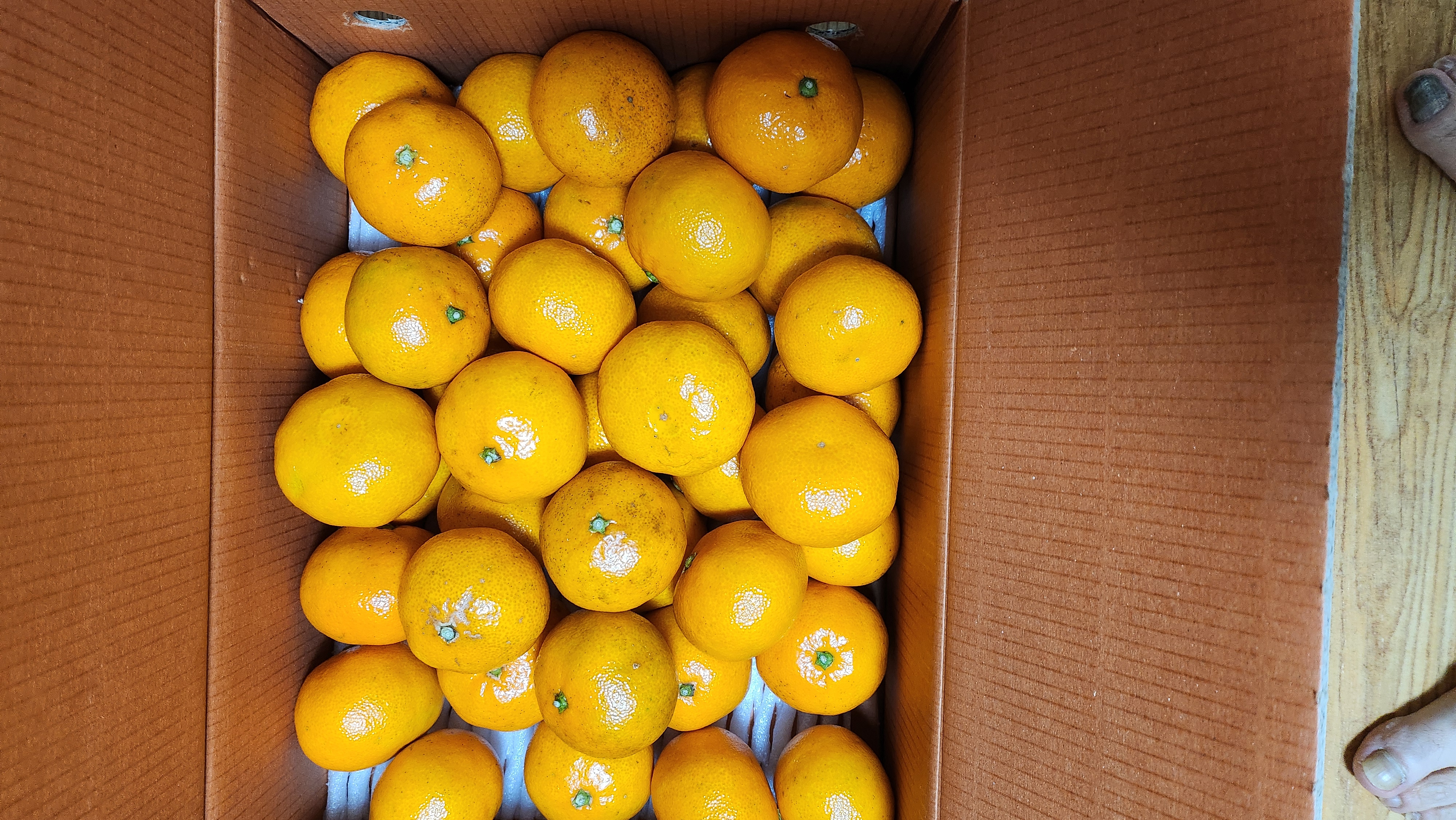 [연말한정! 감귤/오메기떡 ★분리발송★] 제주감귤 4kg (1박스)+오메기떡 20개 선물세트(택1)