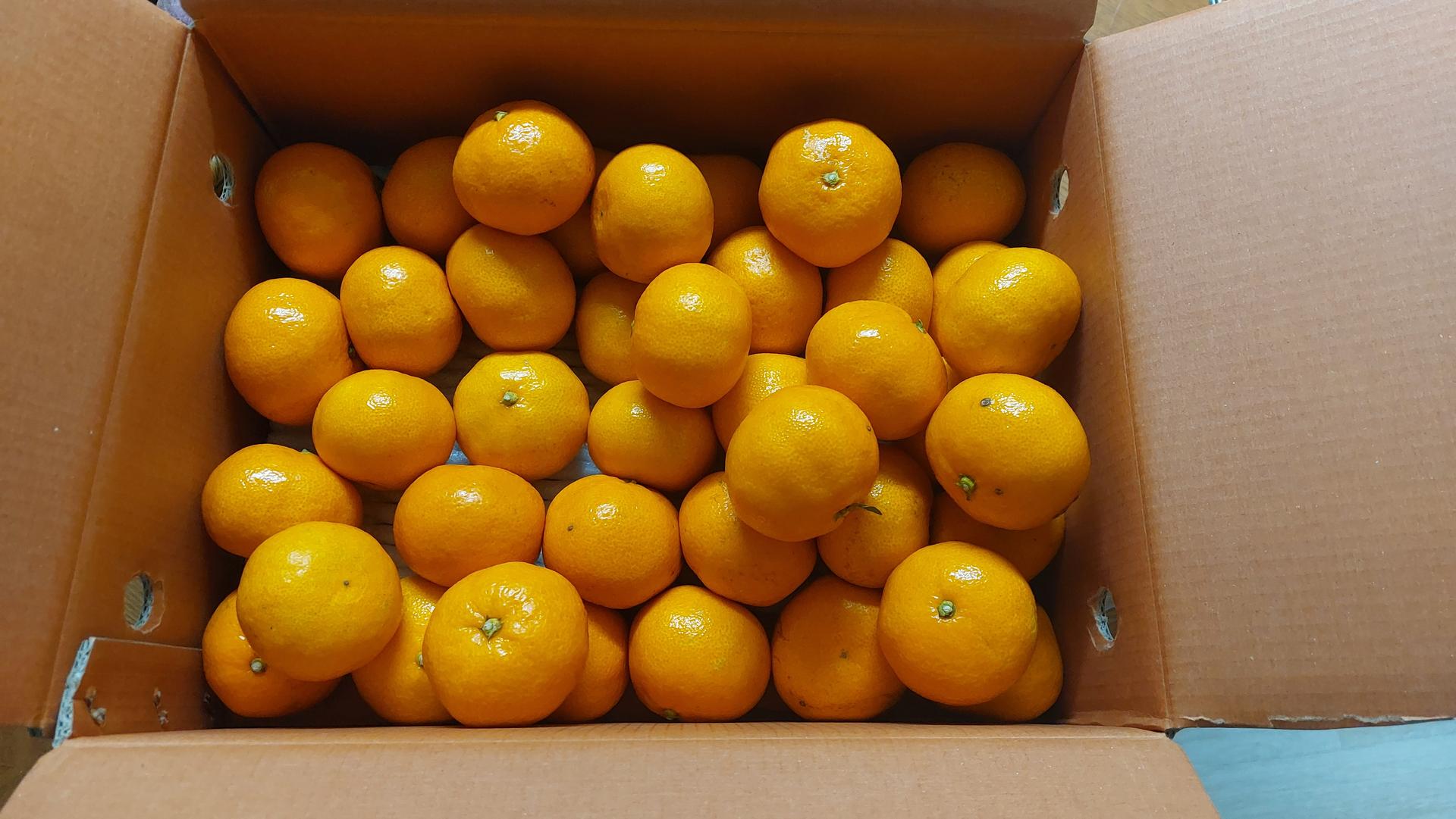 [연말한정! 감귤/흑돼지 ★분리발송★] 제주감귤 4kg (1박스)+흑돼지세트