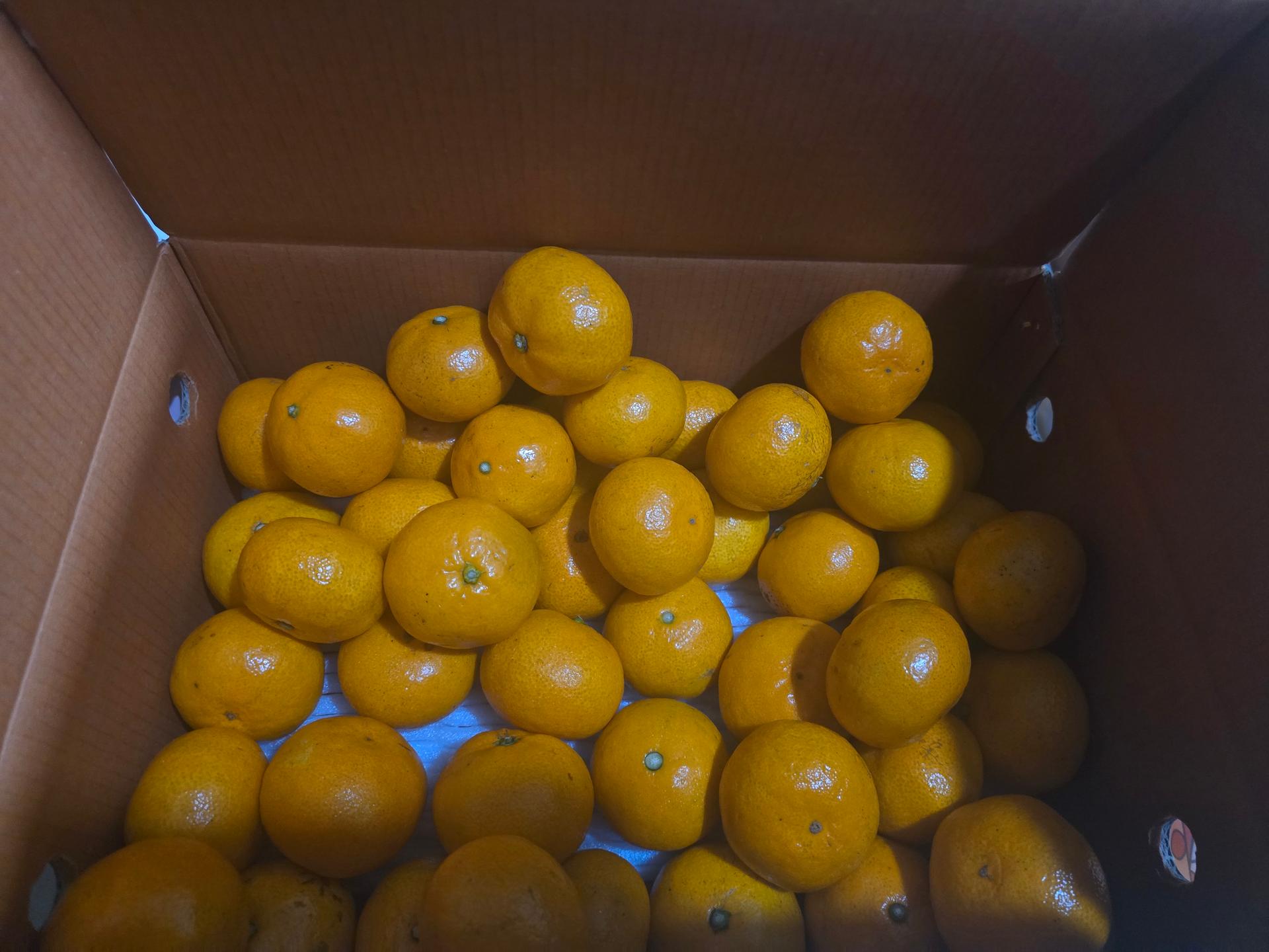 [연말한정! 감귤/오메기떡 ★분리발송★] 제주감귤 4kg (1박스)+오메기떡 20개 선물세트(택1)