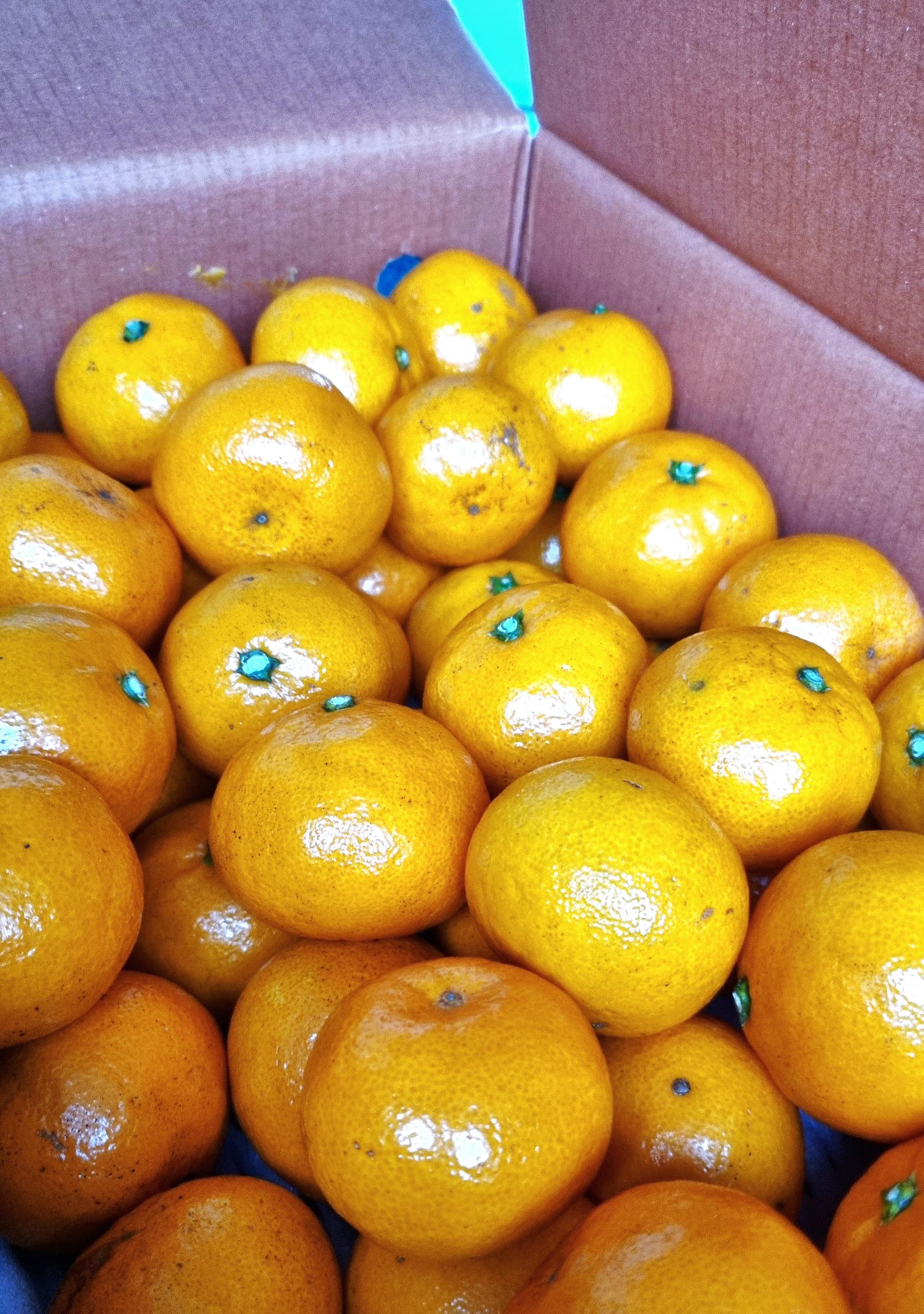 [연말한정! 감귤/오메기떡 ★분리발송★] 제주감귤 4kg (1박스)+오메기떡 20개 선물세트(택1)