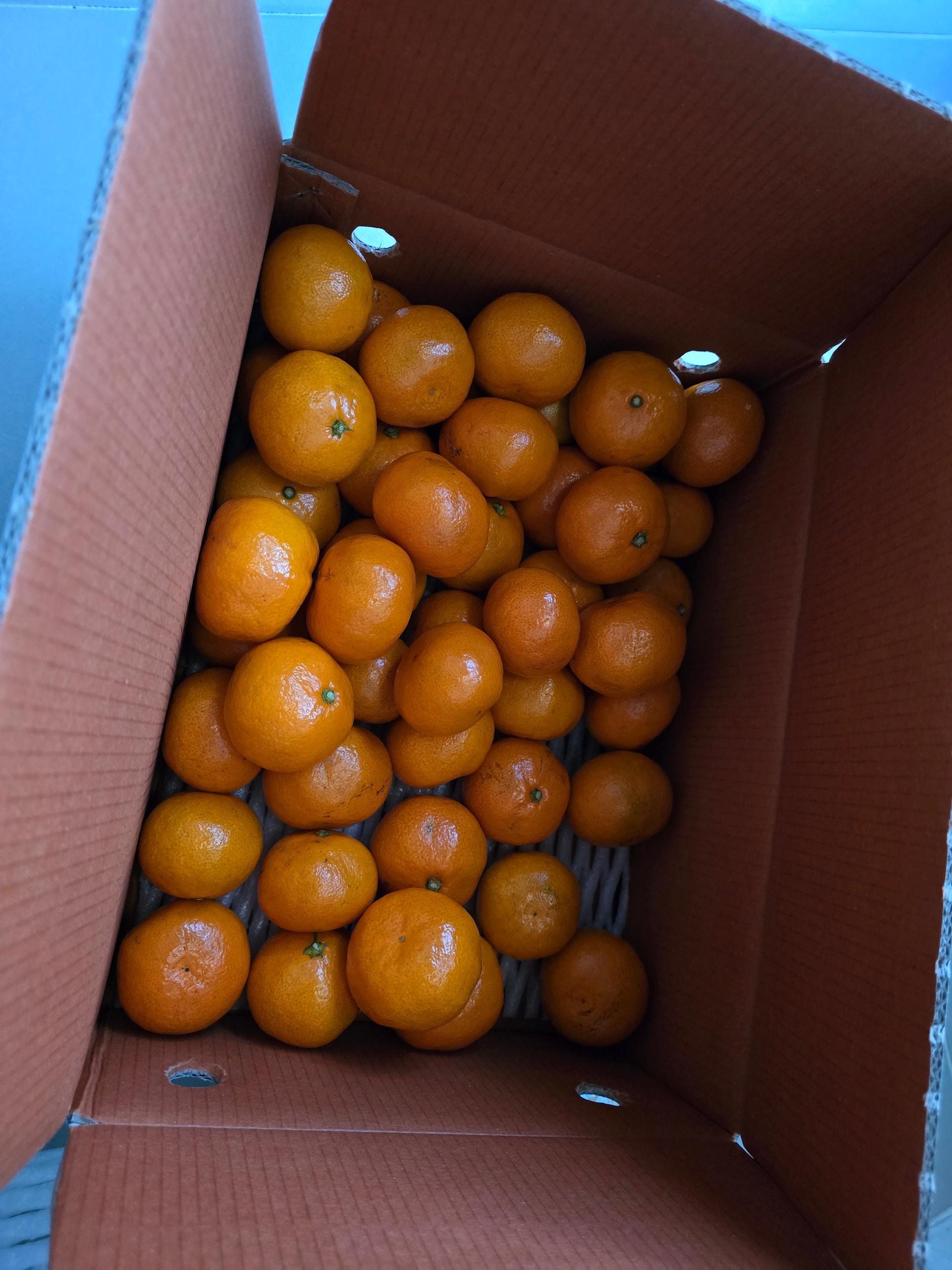 [연말한정! 감귤/오메기떡 ★분리발송★] 제주감귤 4kg (1박스)+오메기떡 20개 선물세트(택1)