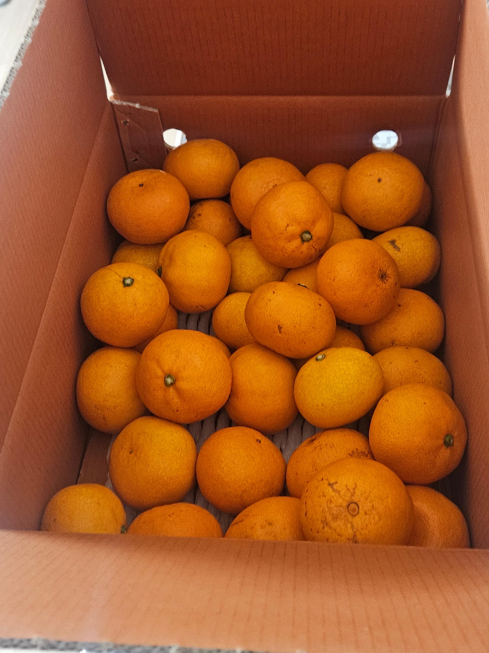 [연말한정! 감귤/오메기떡 ★분리발송★] 제주감귤 4kg (1박스)+오메기떡 20개 선물세트(택1)