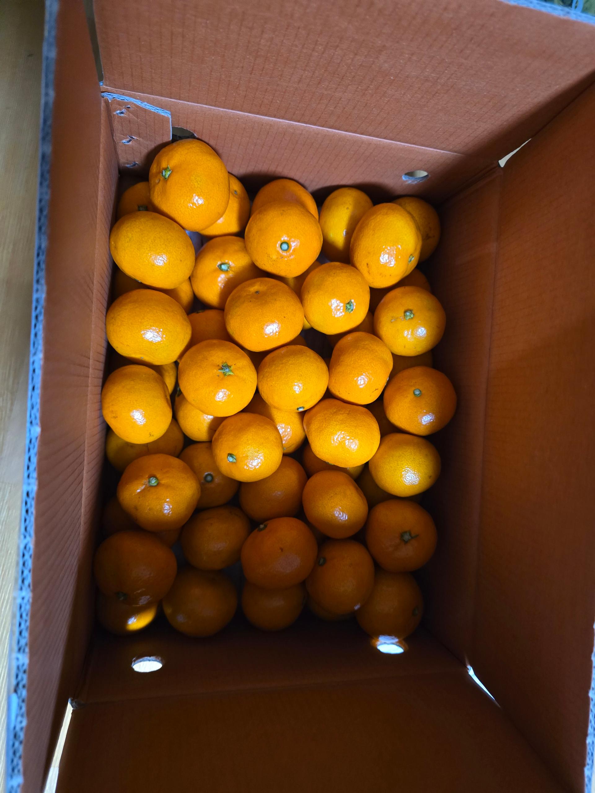 [연말한정! 감귤/오메기떡 ★분리발송★] 제주감귤 4kg (1박스)+오메기떡 20개 선물세트(택1)