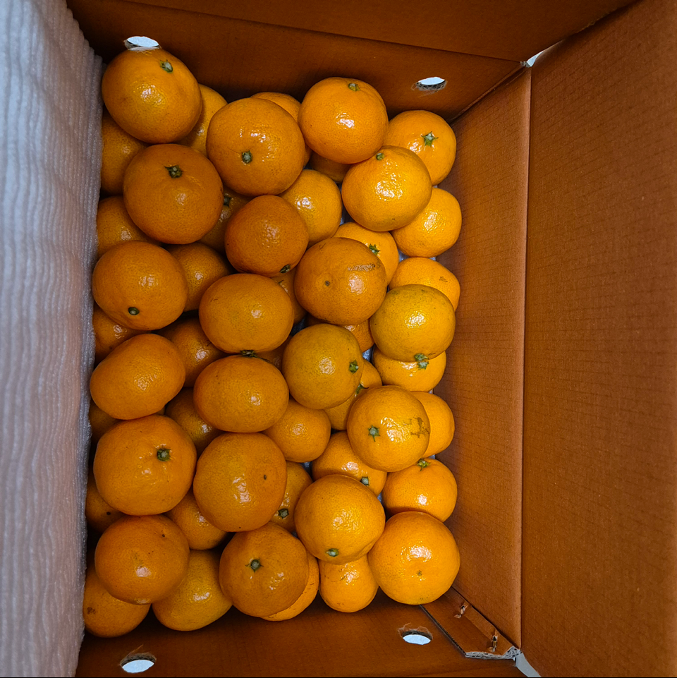 [연말한정! 감귤/오메기떡 ★분리발송★] 제주감귤 4kg (1박스)+오메기떡 20개 선물세트(택1)