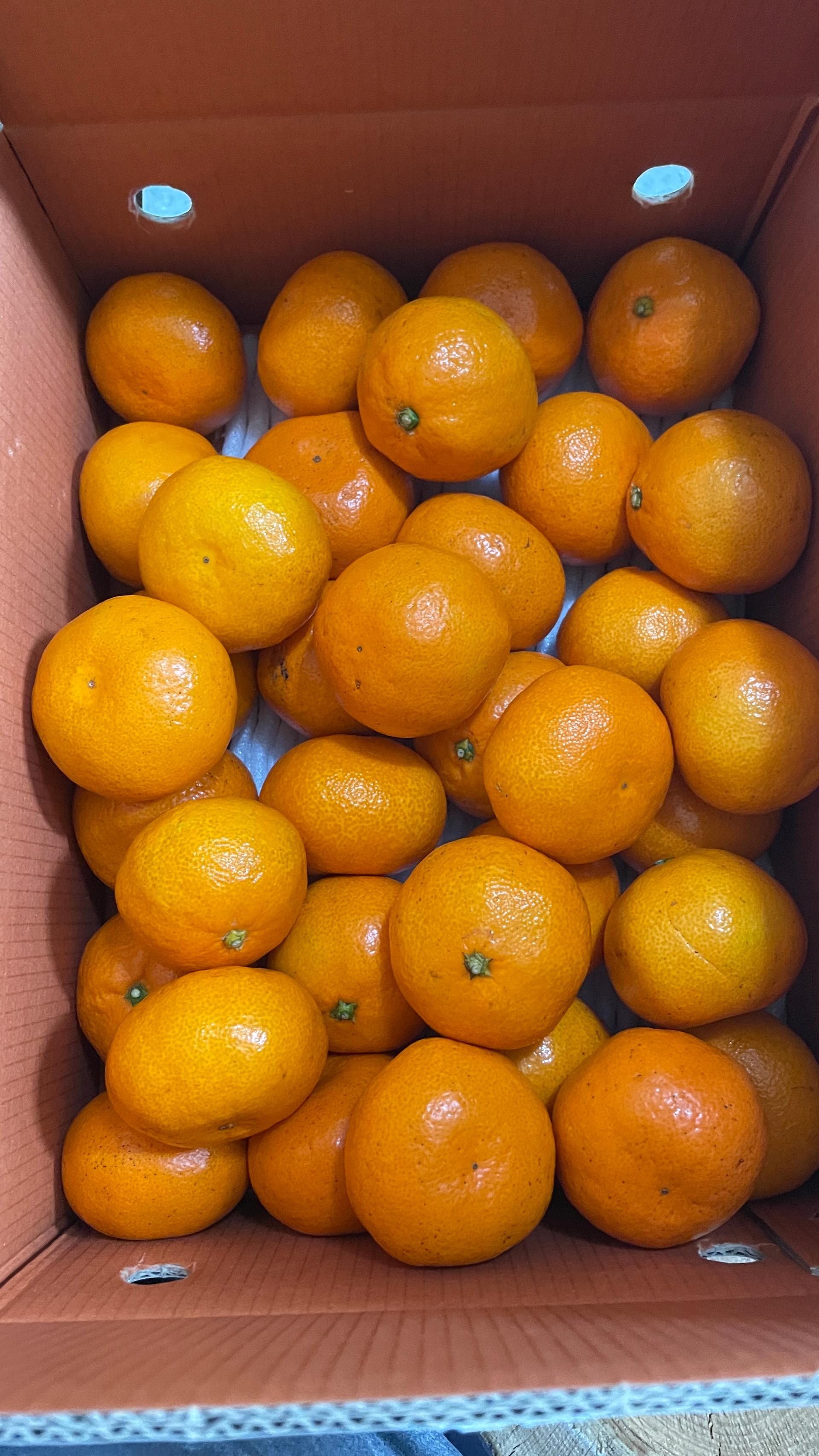 [연말한정! 감귤/흑돼지 ★분리발송★] 제주감귤 4kg (1박스)+흑돼지세트