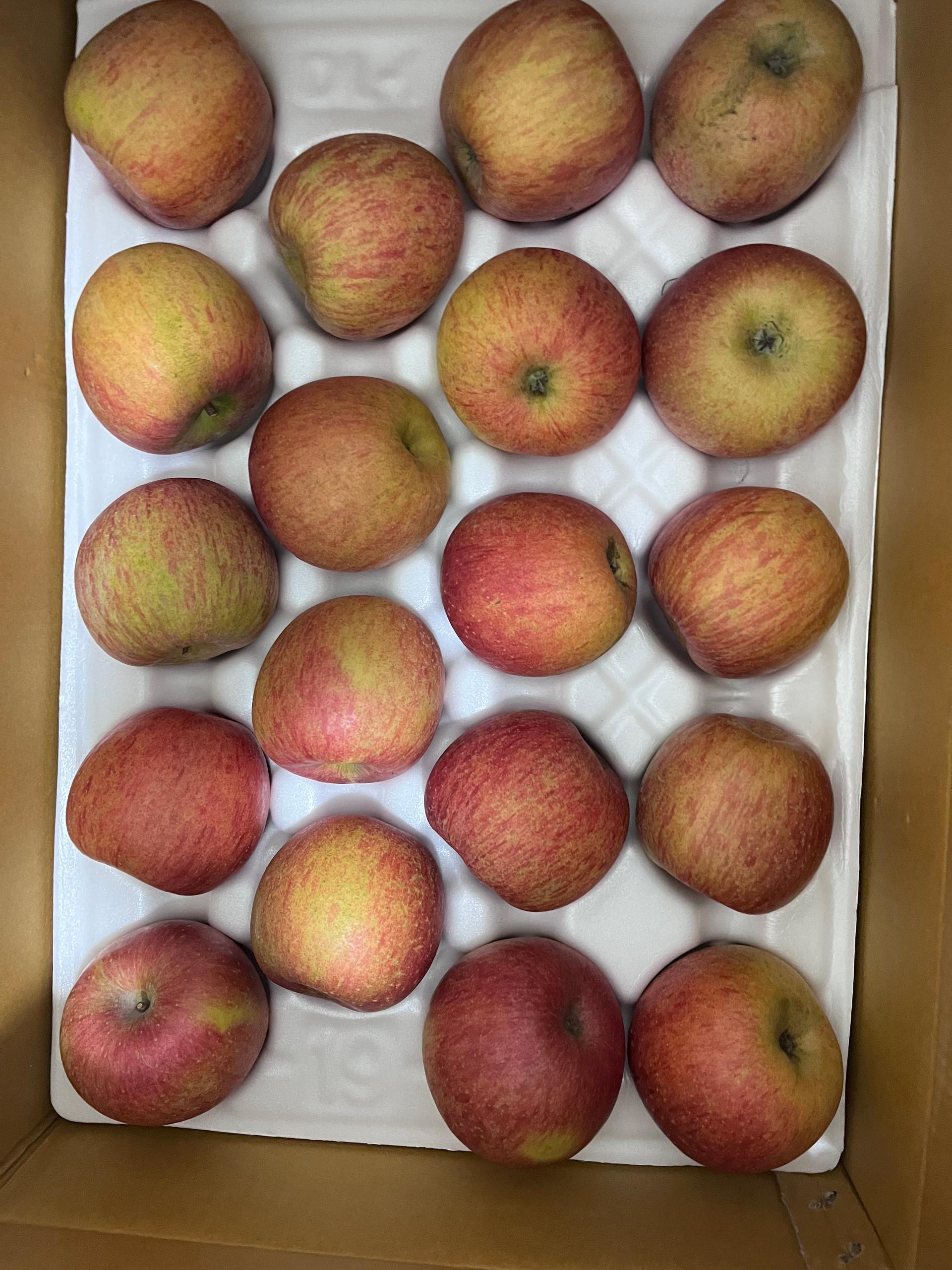 풍기농협 영주사과 3.5kg + 1kg 추가증정