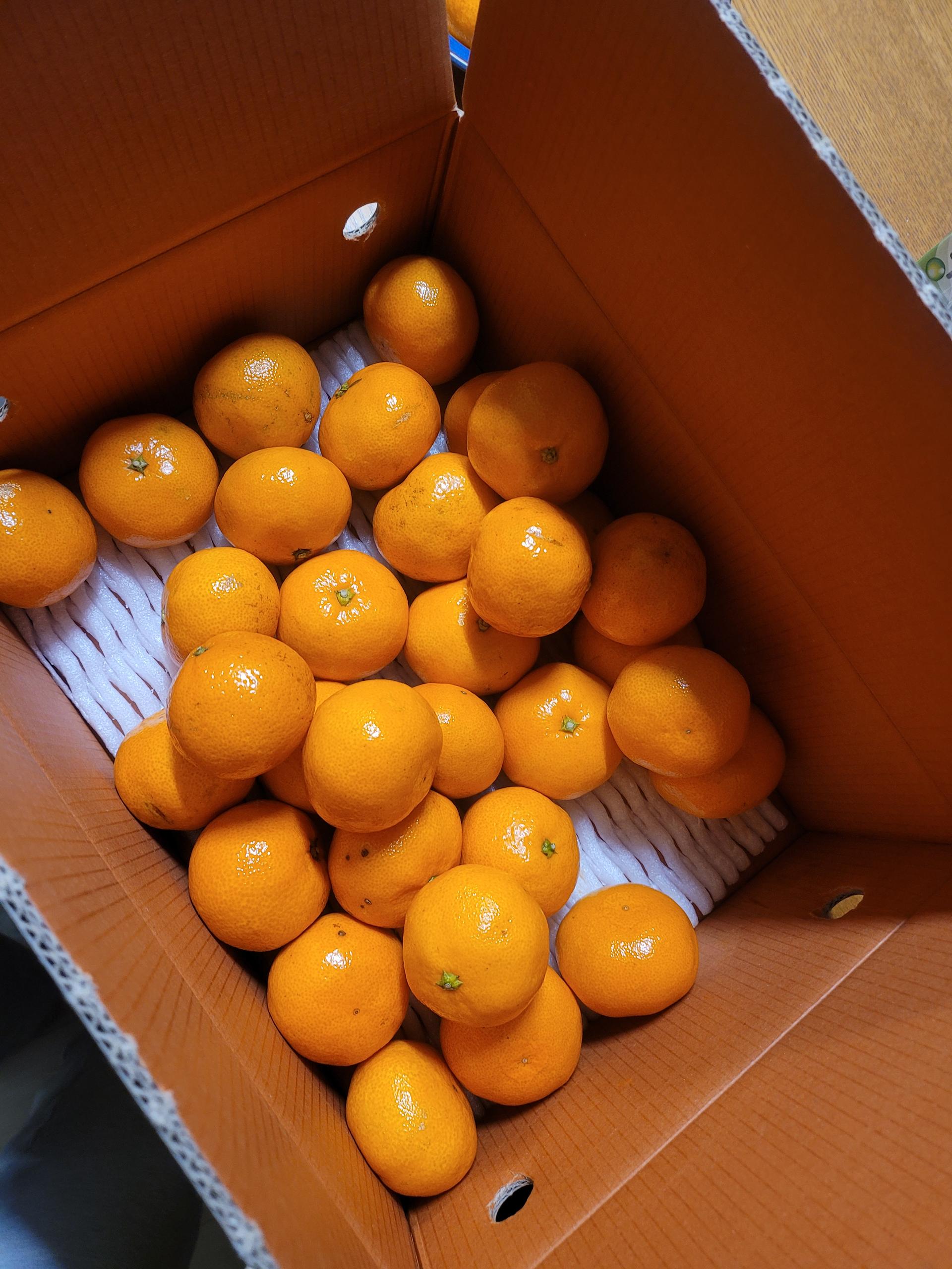 [연말한정! 감귤/흑돼지 ★분리발송★] 제주감귤 4kg (1박스)+흑돼지세트