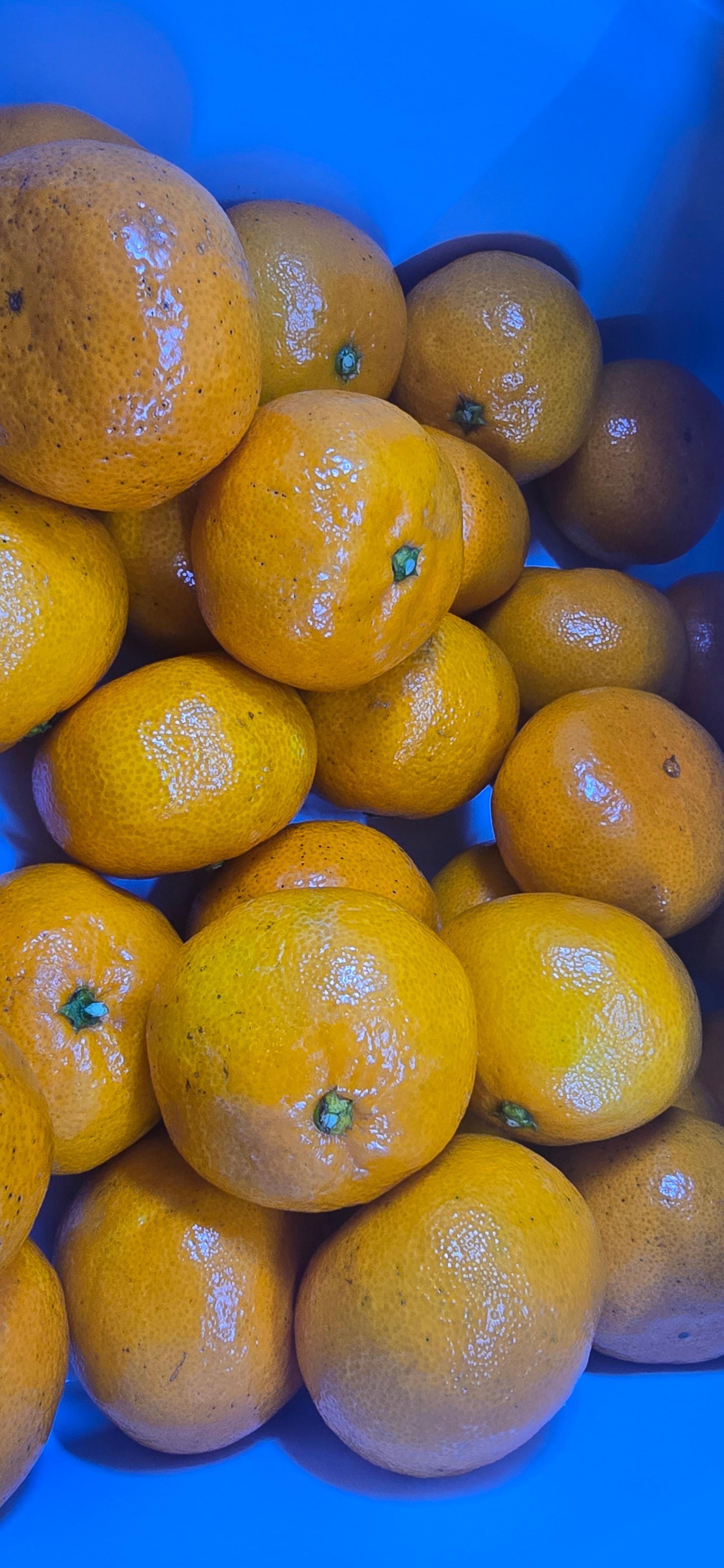 [연말한정! 감귤/흑돼지 ★분리발송★] 제주감귤 4kg (1박스)+흑돼지세트