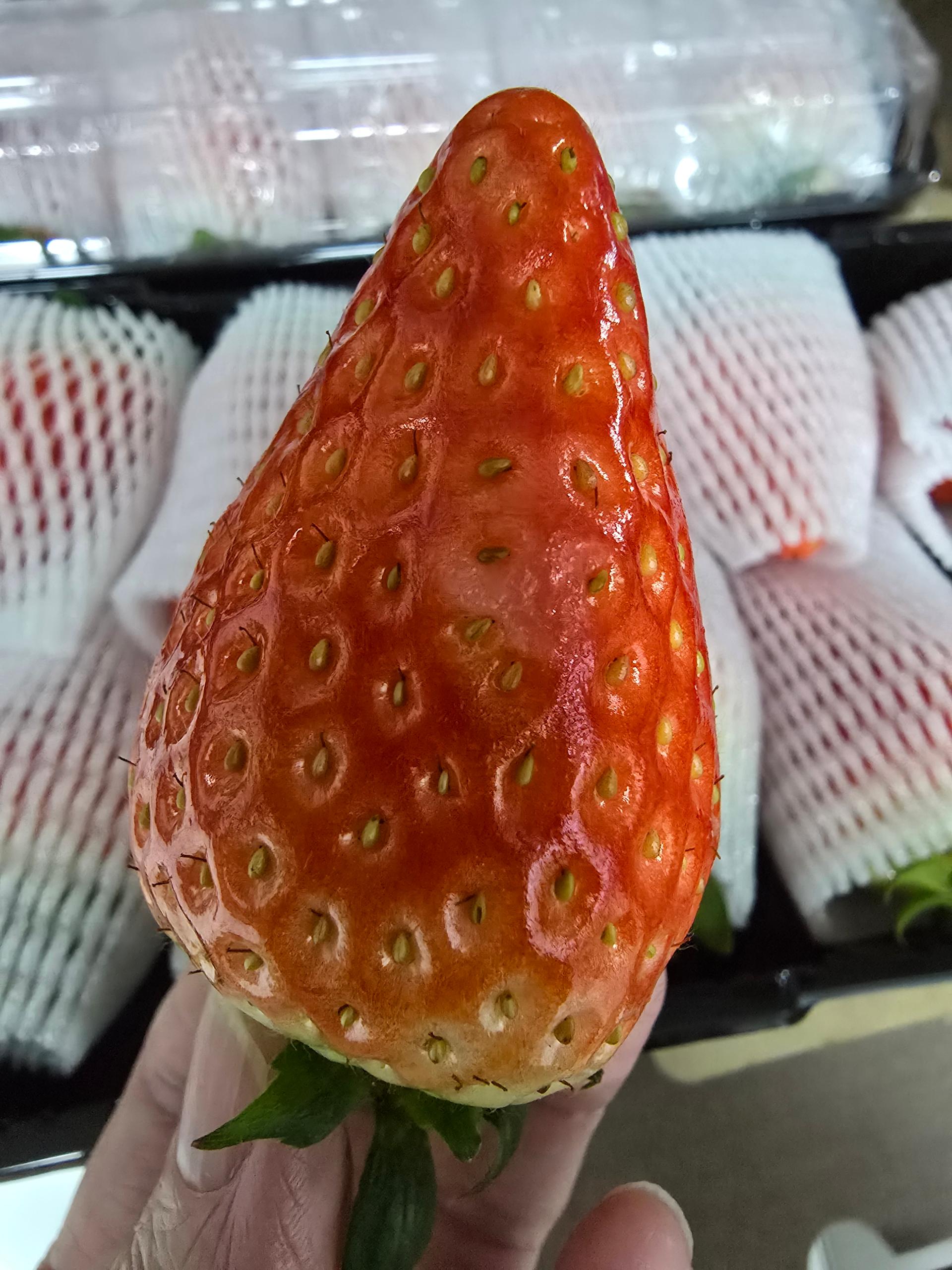 [12월말 발송예정] 논산 킹스베리 900g