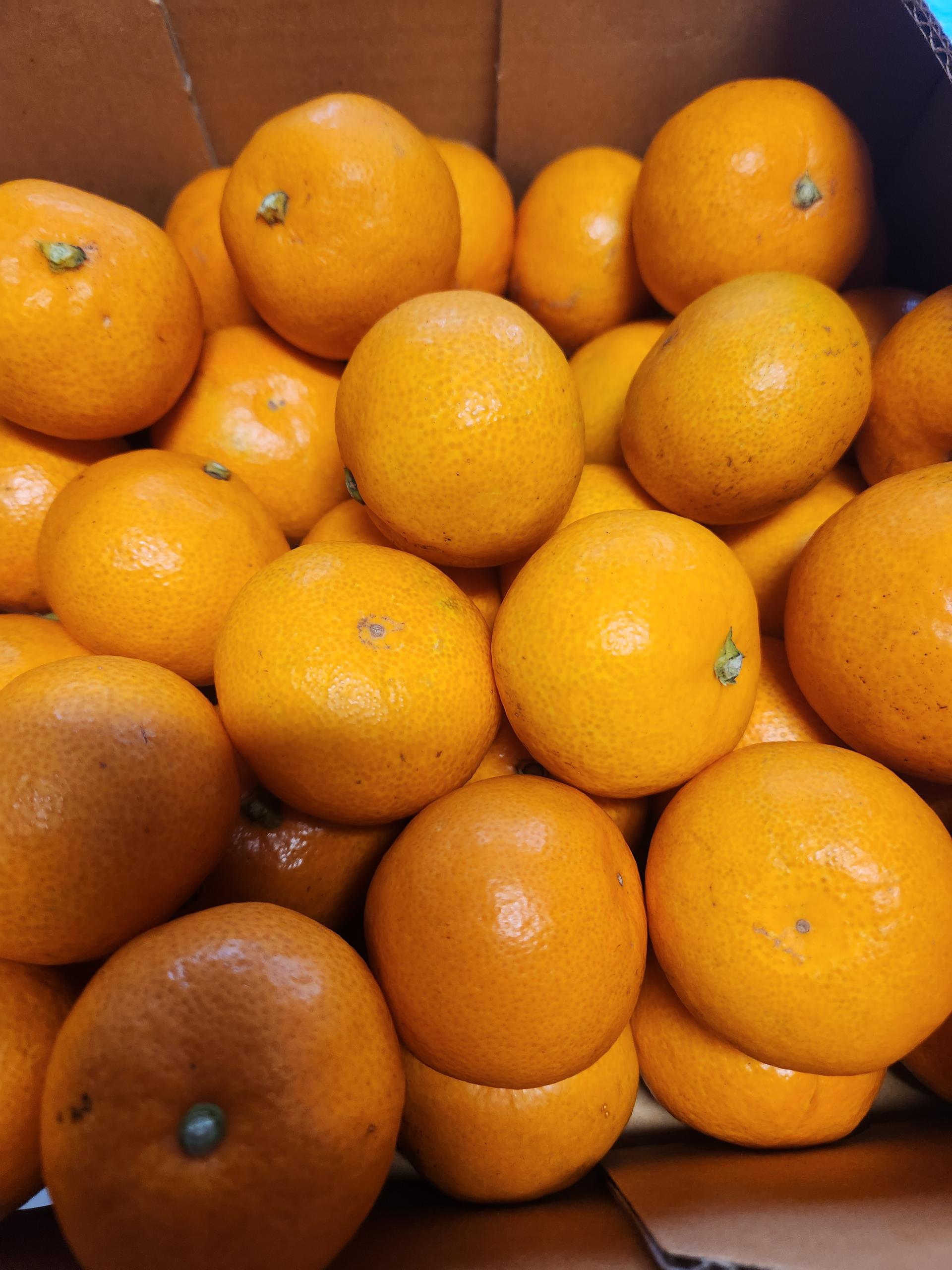 [연말한정! 감귤/흑돼지 개별 발송] 제주감귤 4kg (1박스)+흑돼지세트 950g