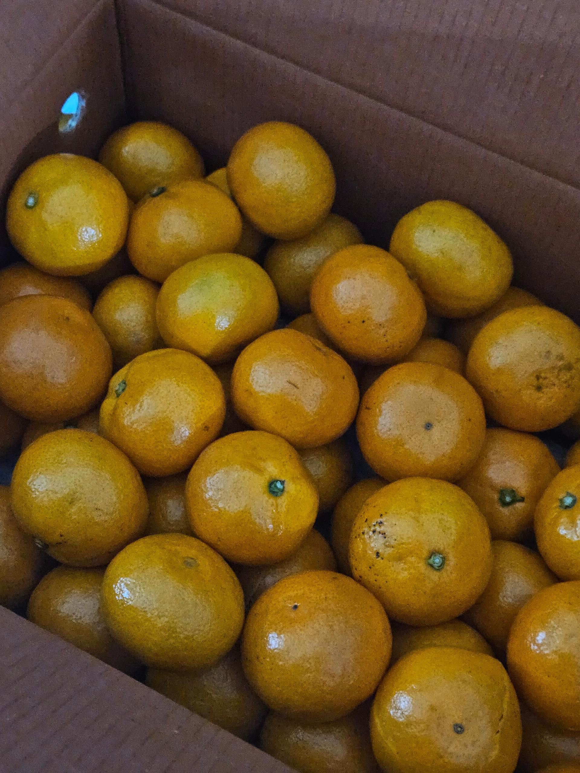 [연말한정! 감귤/흑돼지 ★분리발송★] 제주감귤 4kg (1박스)+흑돼지세트