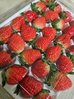 연곡 페이머스파머스 딸기 800g-1