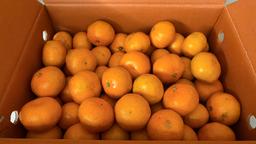 [연말한정! 감귤/흑돼지 ★분리발송★] 제주감귤 4kg (1박스)+흑돼지세트-1