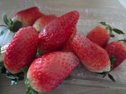 [12/23 주문건부터 1/12 순차발송] 논산 킹스베리 900g-2