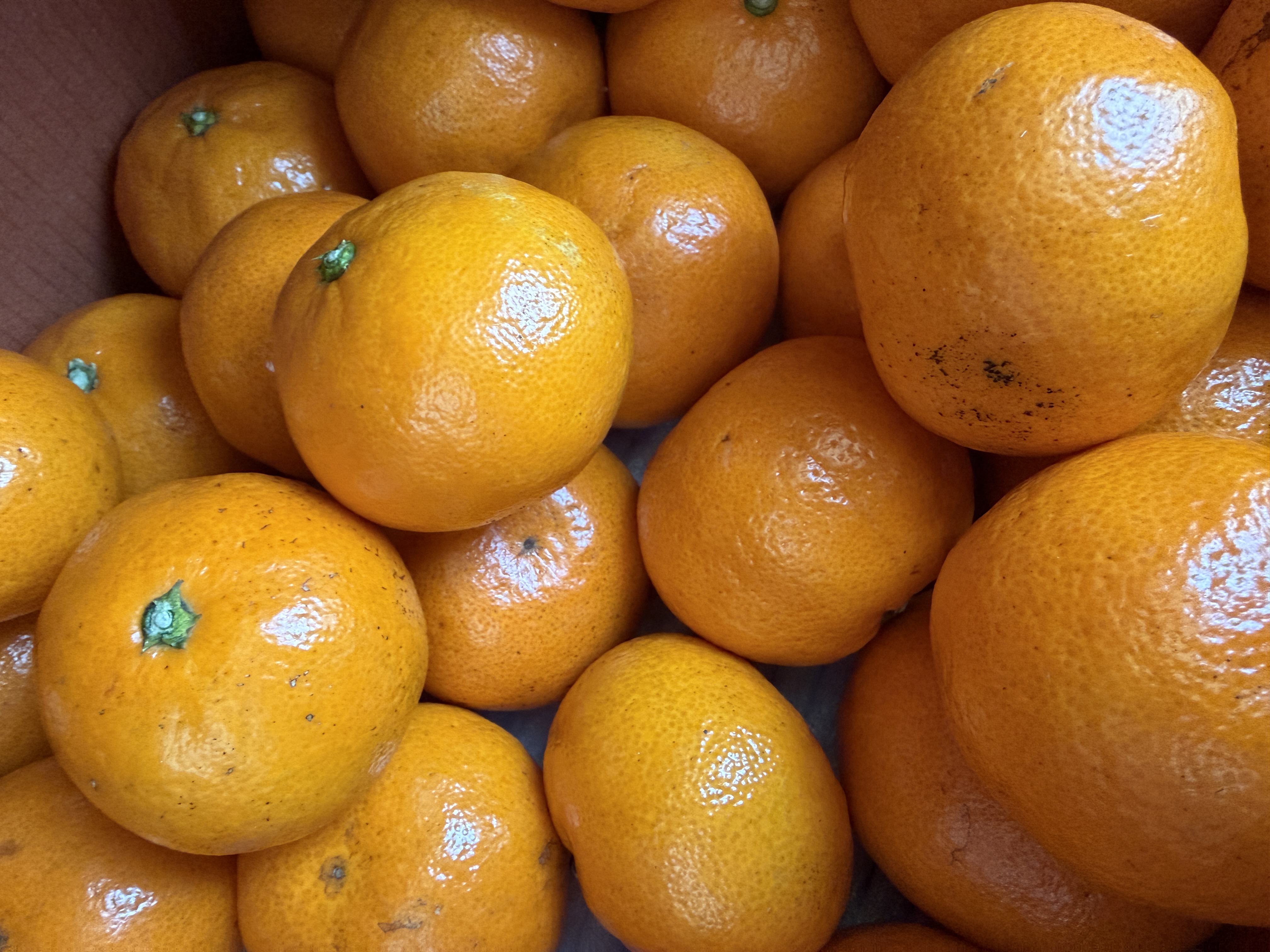 [연말한정! 감귤/과즐 ★분리발송★] 제주감귤 4kg (1박스)+감귤과즐 24봉 선물세트