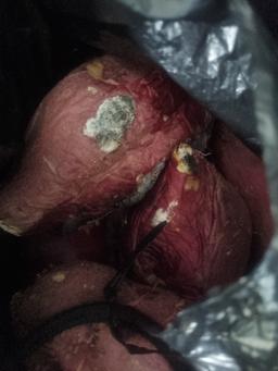 [EVENT] 무농약 김의준 꿀고구마 (대 3kg + 대/하 3kg) + 대 2kg 추가증정-1