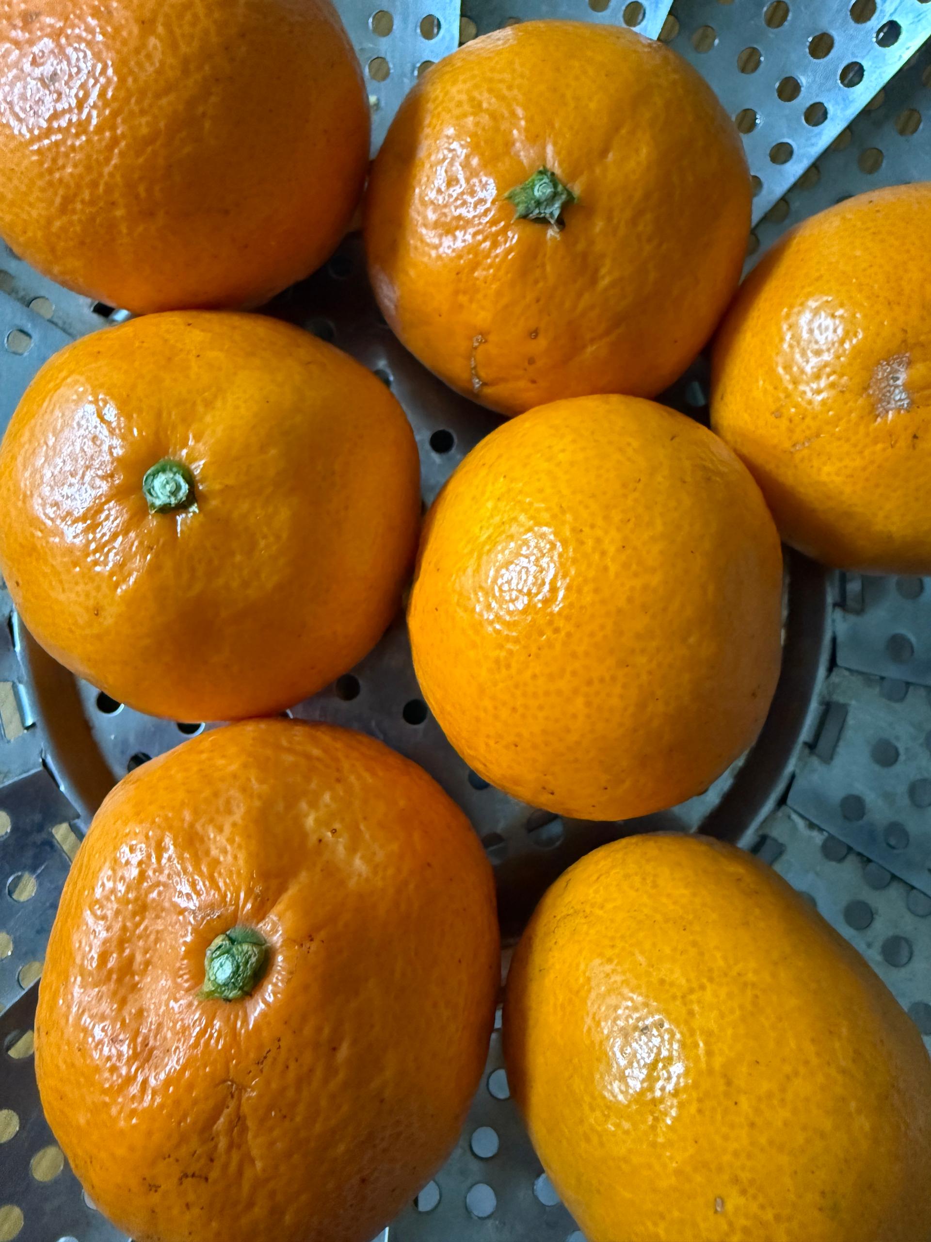 [연말한정! 감귤/흑돼지 ★분리발송★] 제주감귤 4kg (1박스)+흑돼지세트 이미지